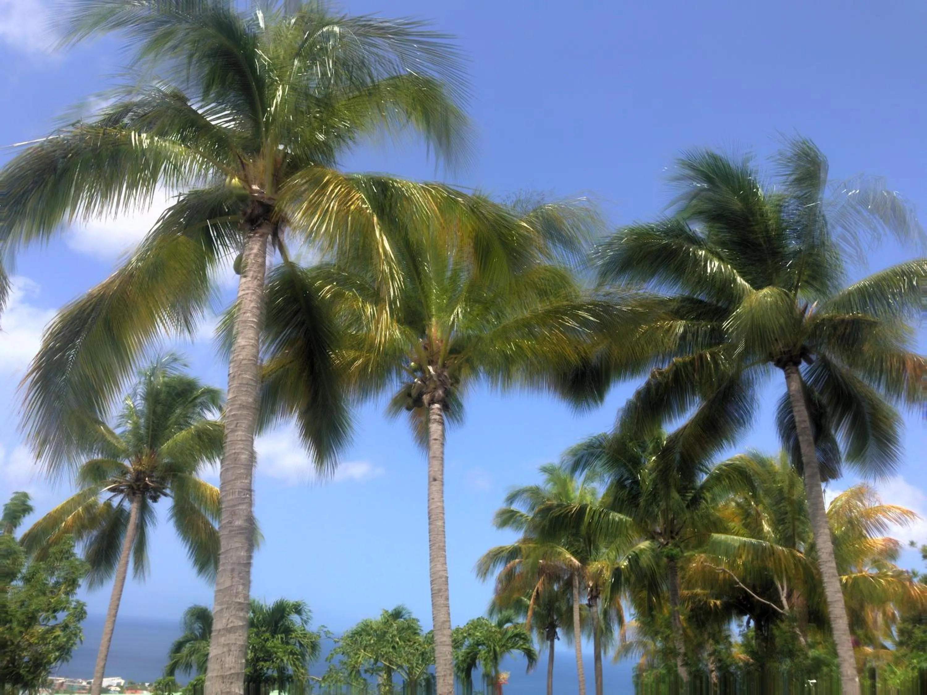 Natural landscape in Résidence Paradis Tropical