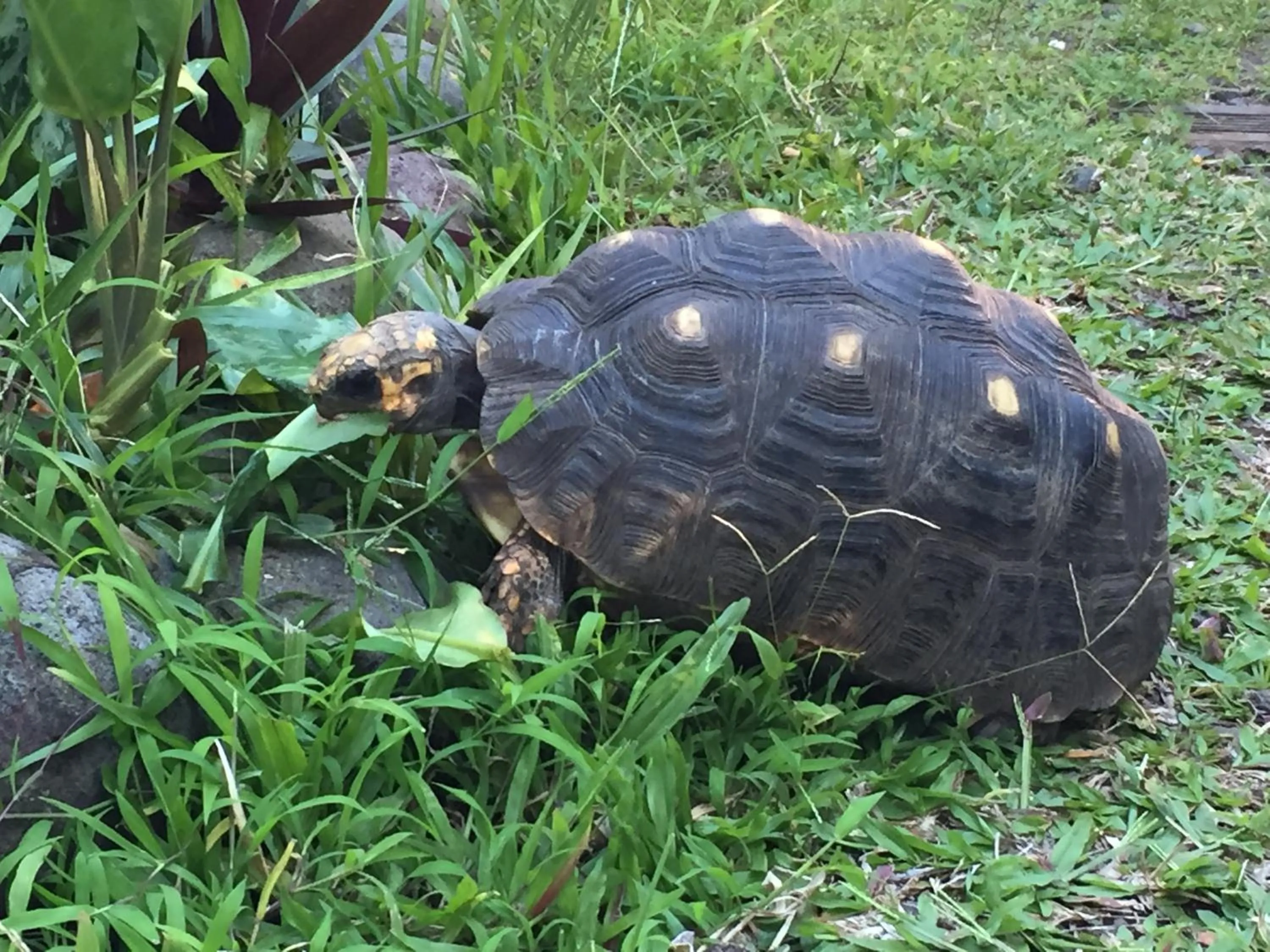 Garden view in Résidence Paradis Tropical