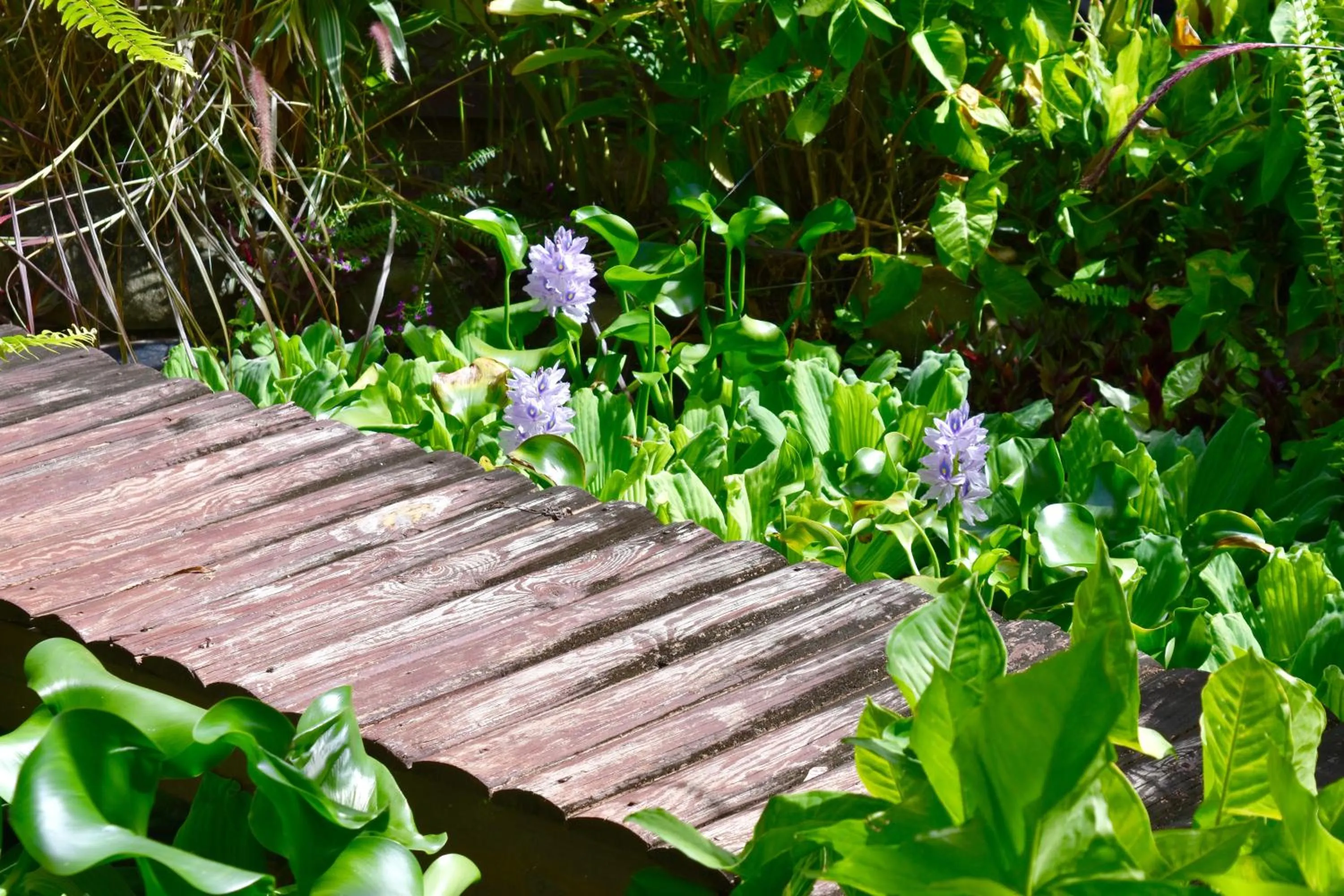 Garden in Résidence Paradis Tropical