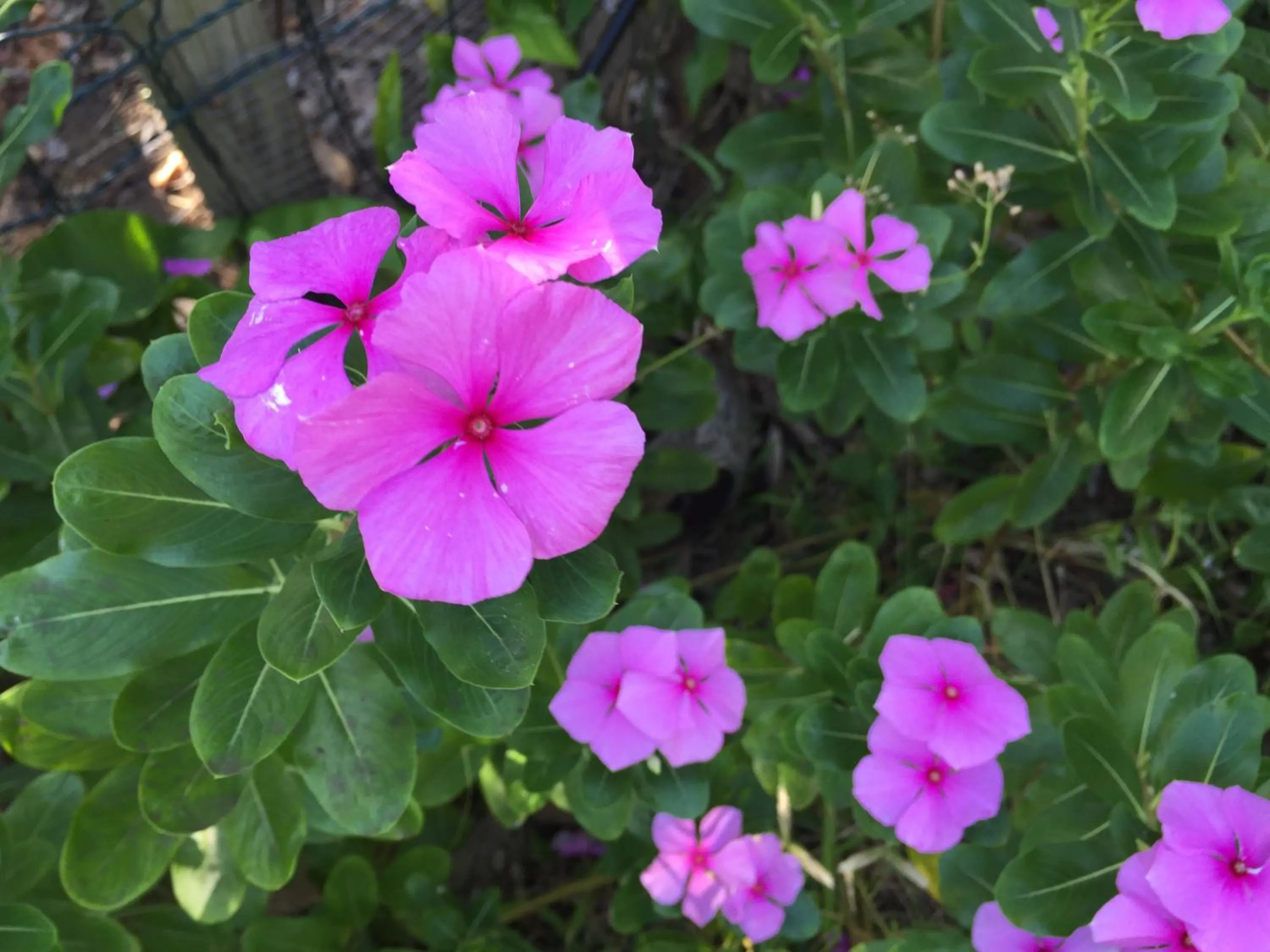Garden in Résidence Paradis Tropical
