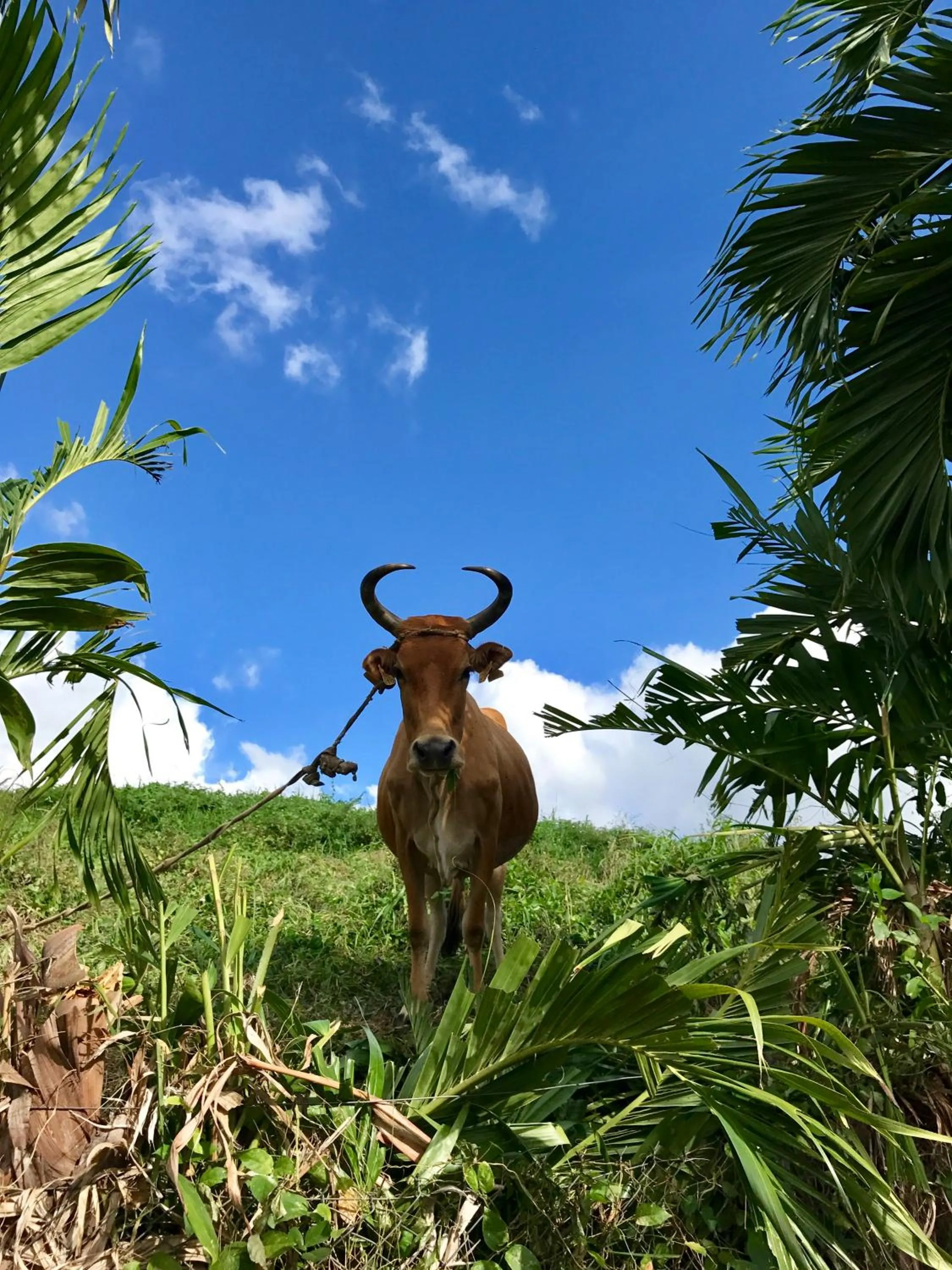 Garden in Résidence Paradis Tropical