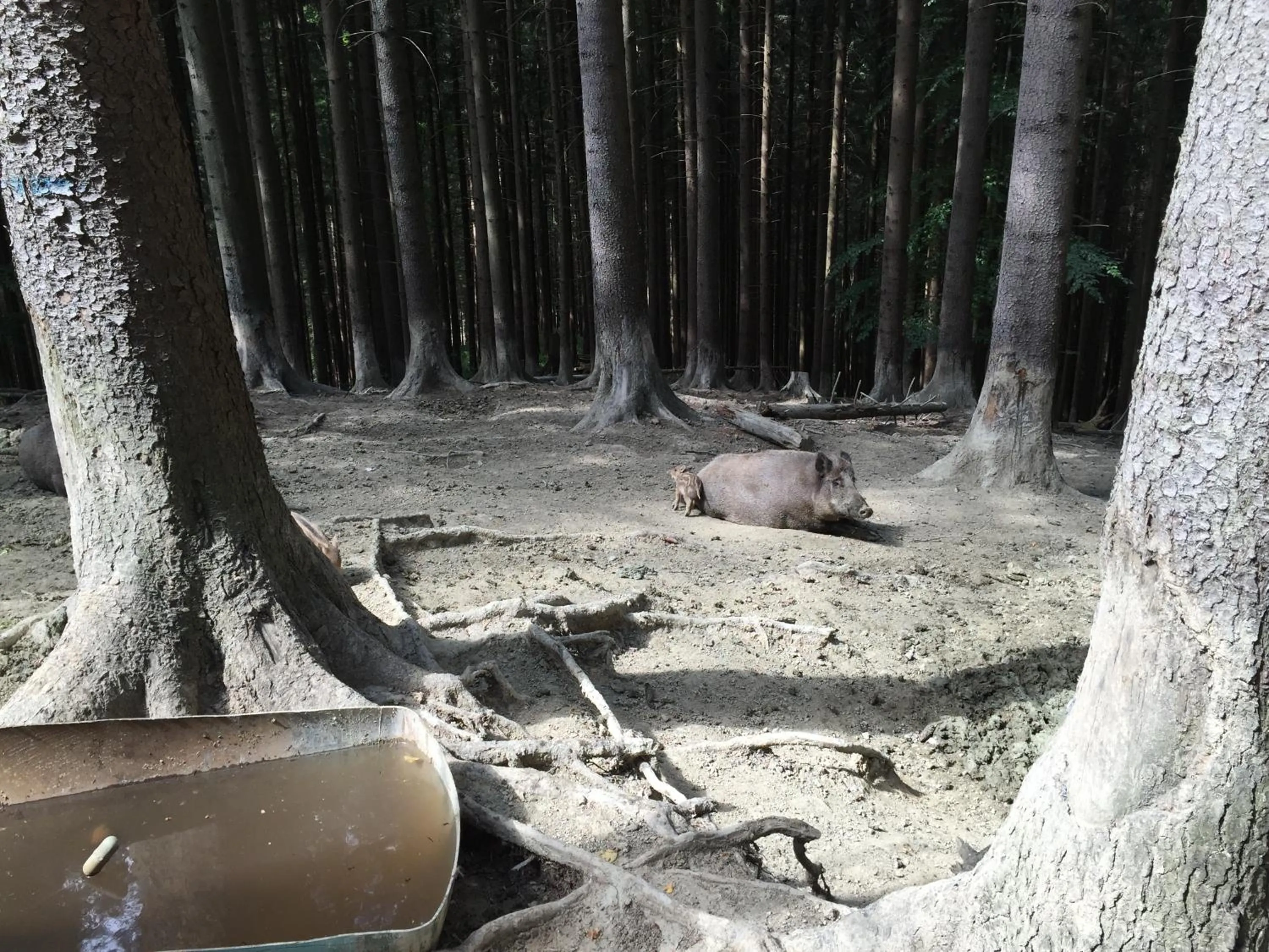 Entertainment in Garni Hotel Fatra