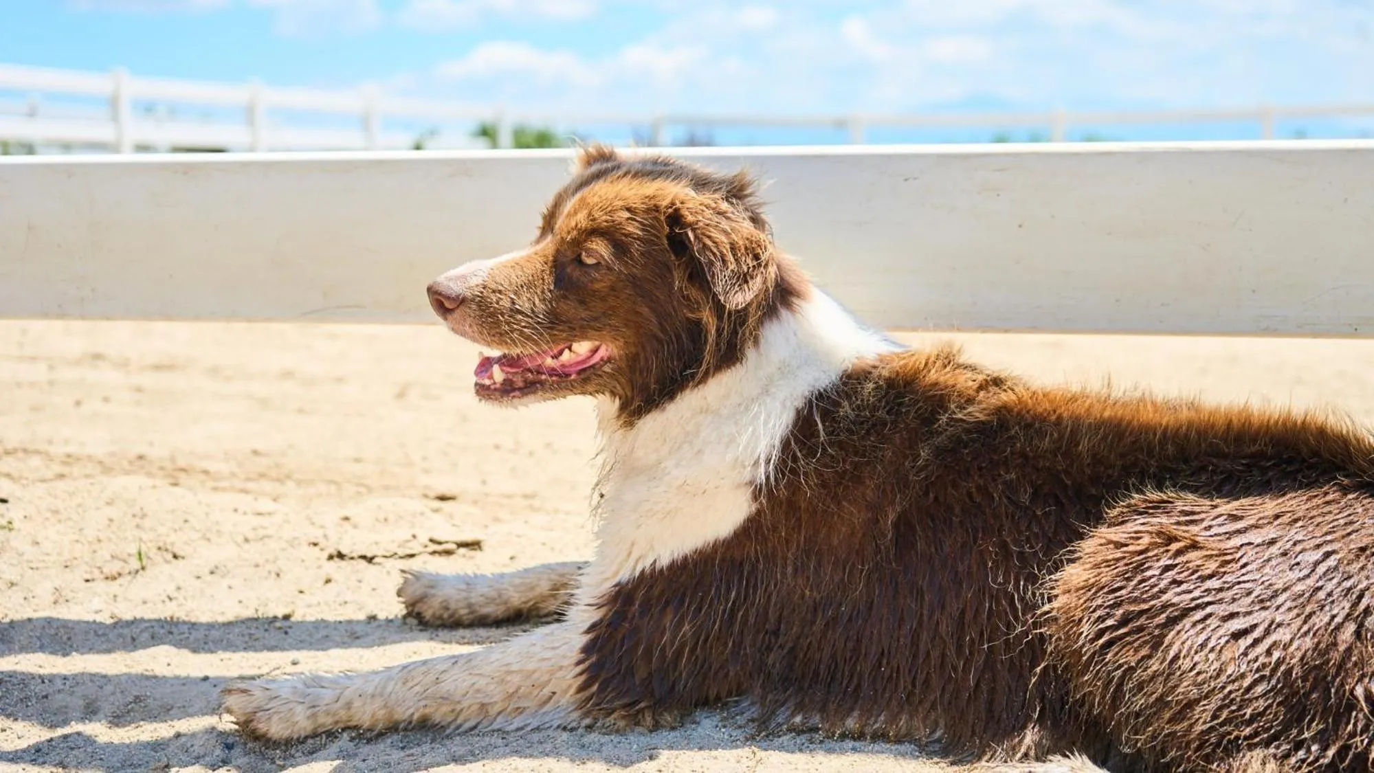Animals in El Patio Ranch