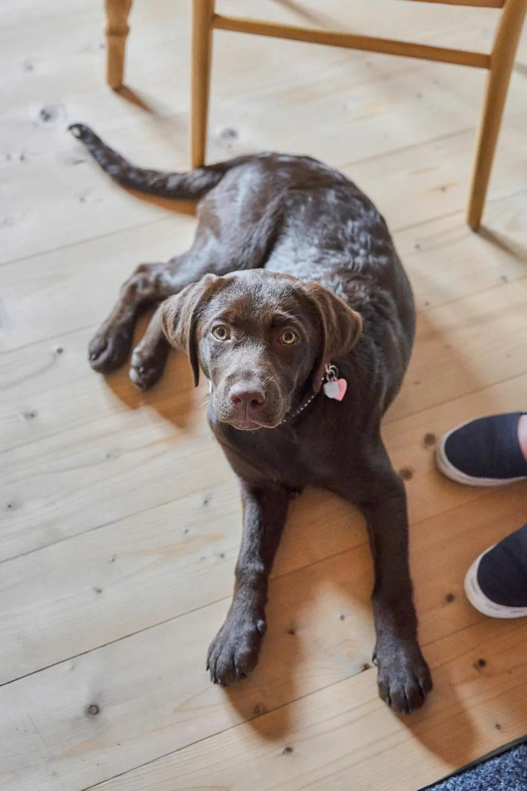 Pets in B&B Margit's Ranch Urlaub am Pferdehof