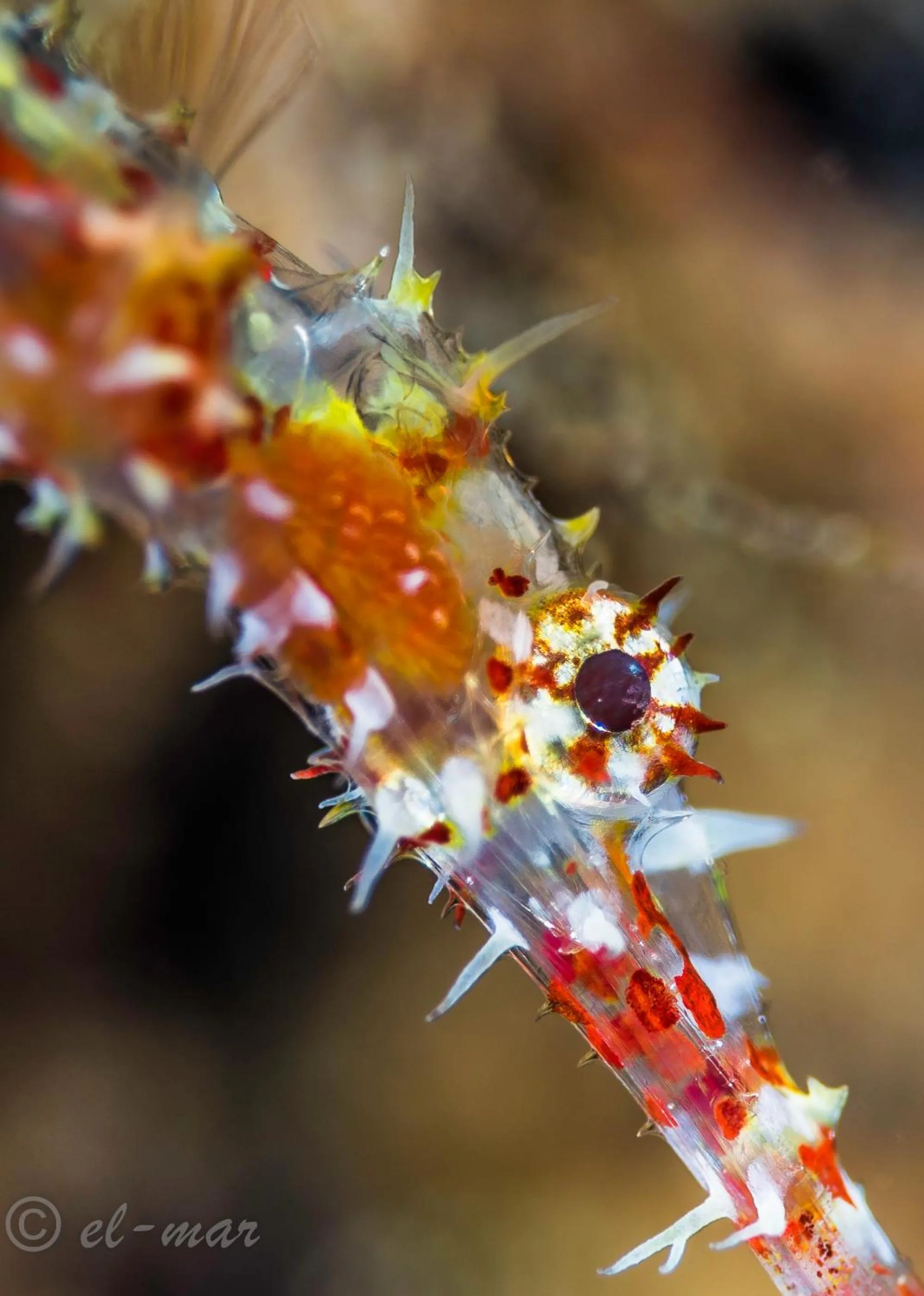 Diving in Kubu Indah Dive & Spa Resort