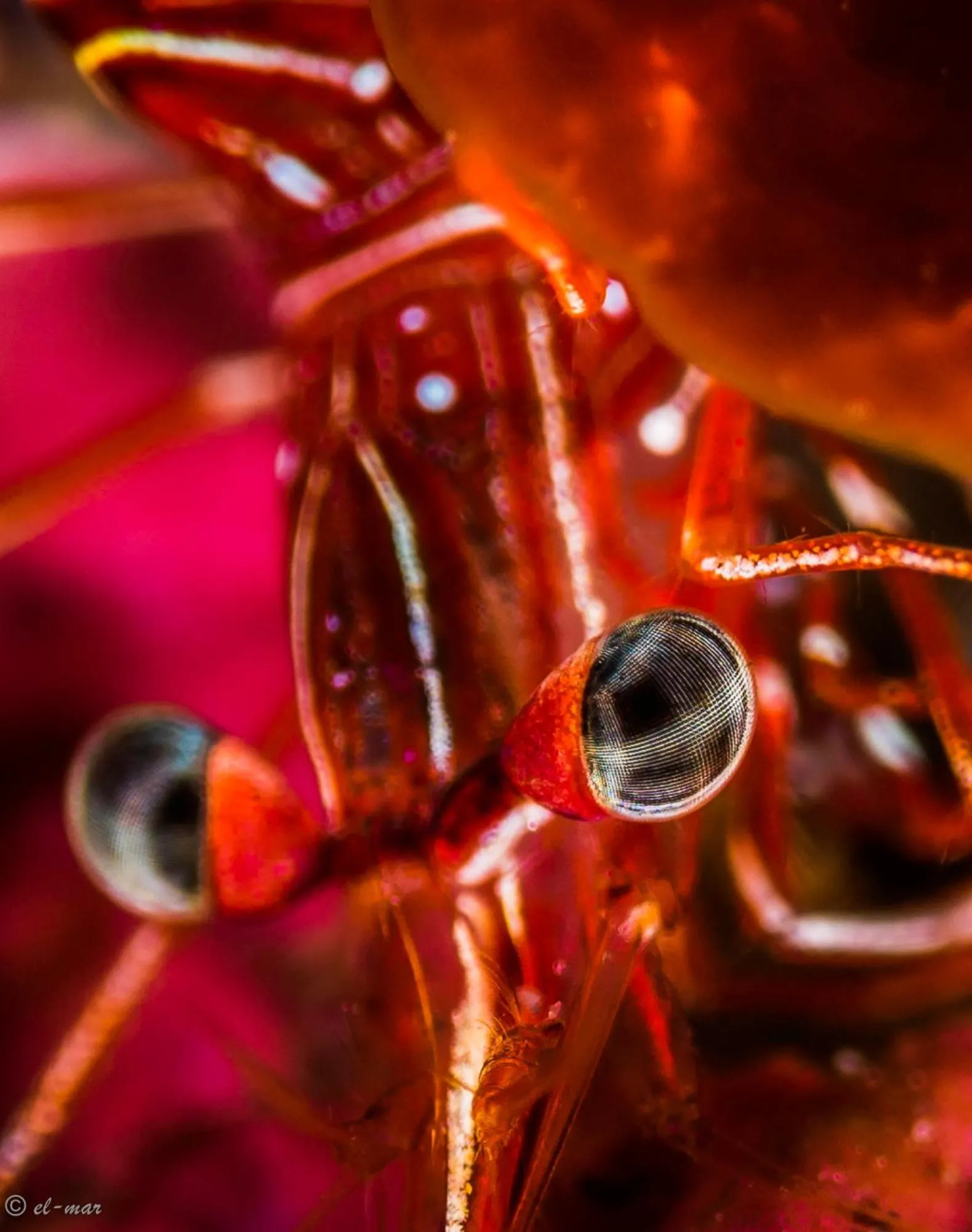 Diving in Kubu Indah Dive & Spa Resort