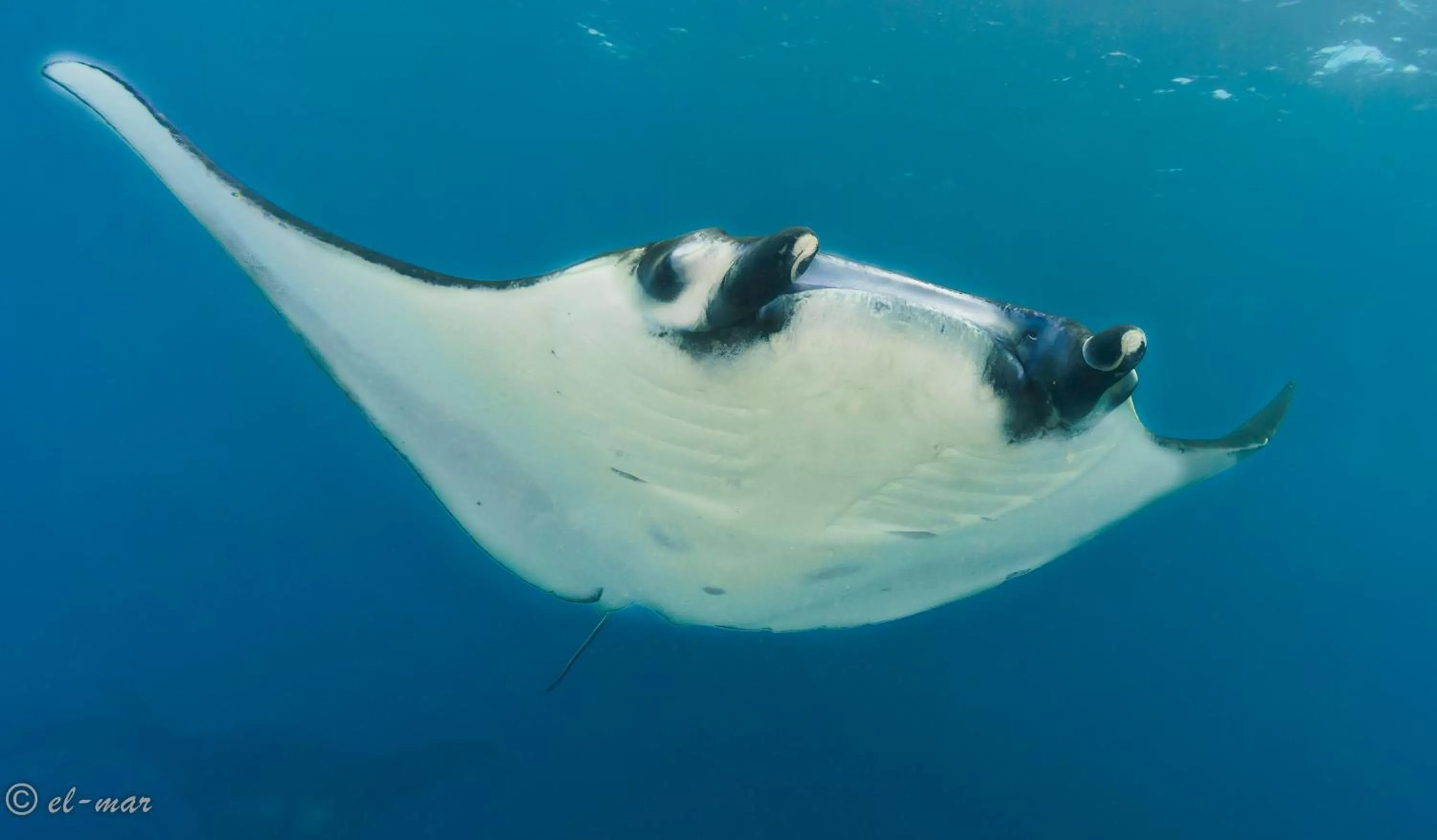 Diving in Kubu Indah Dive & Spa Resort