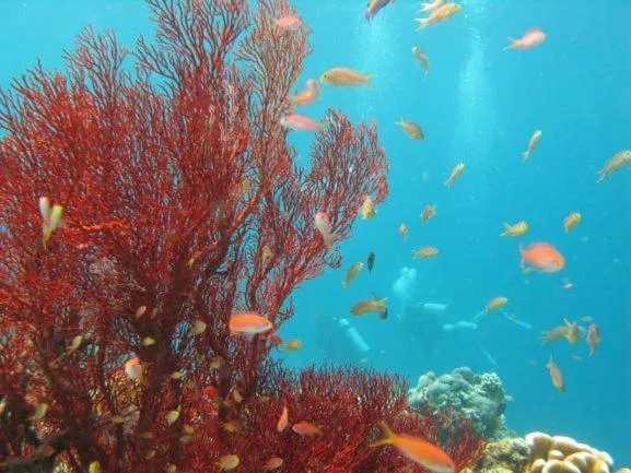 Natural landscape in Sipadan Inn 2