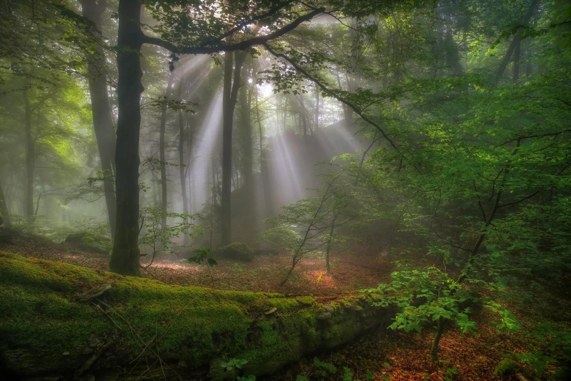 Nearby landmark in Hotel Koch Schilt