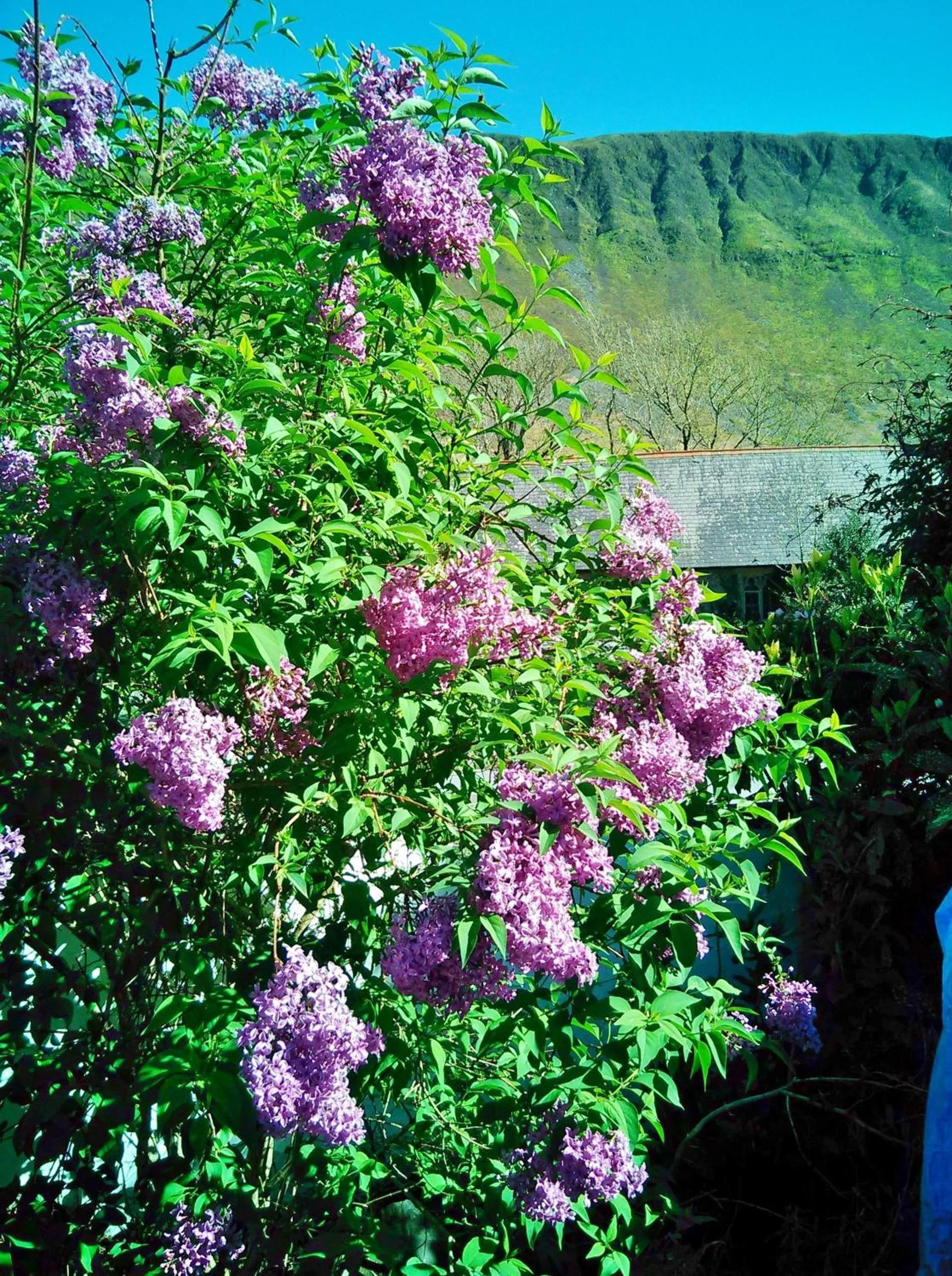 Garden in Pen-Y-Bont Hotel