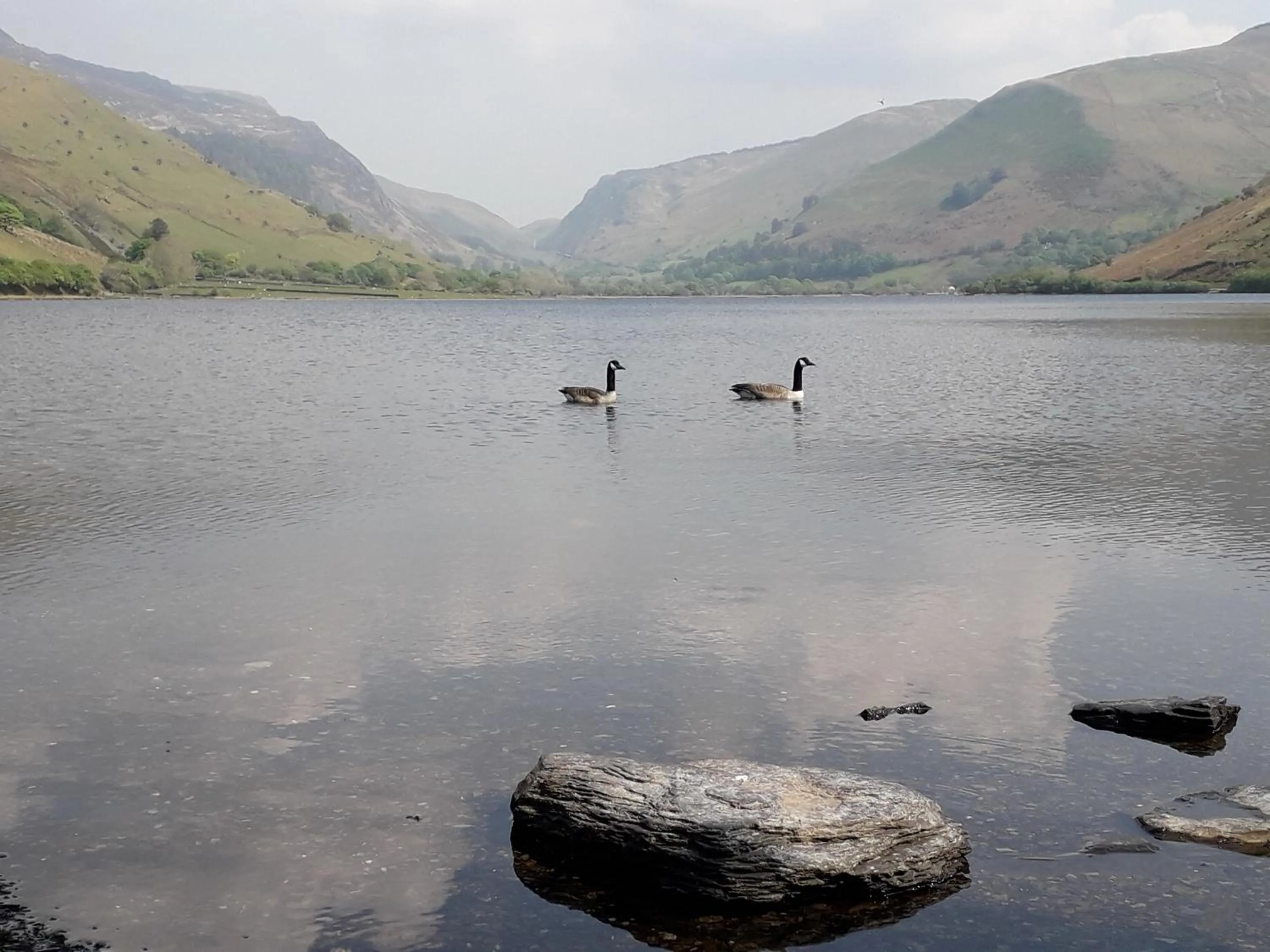 Animals in Pen-Y-Bont Hotel