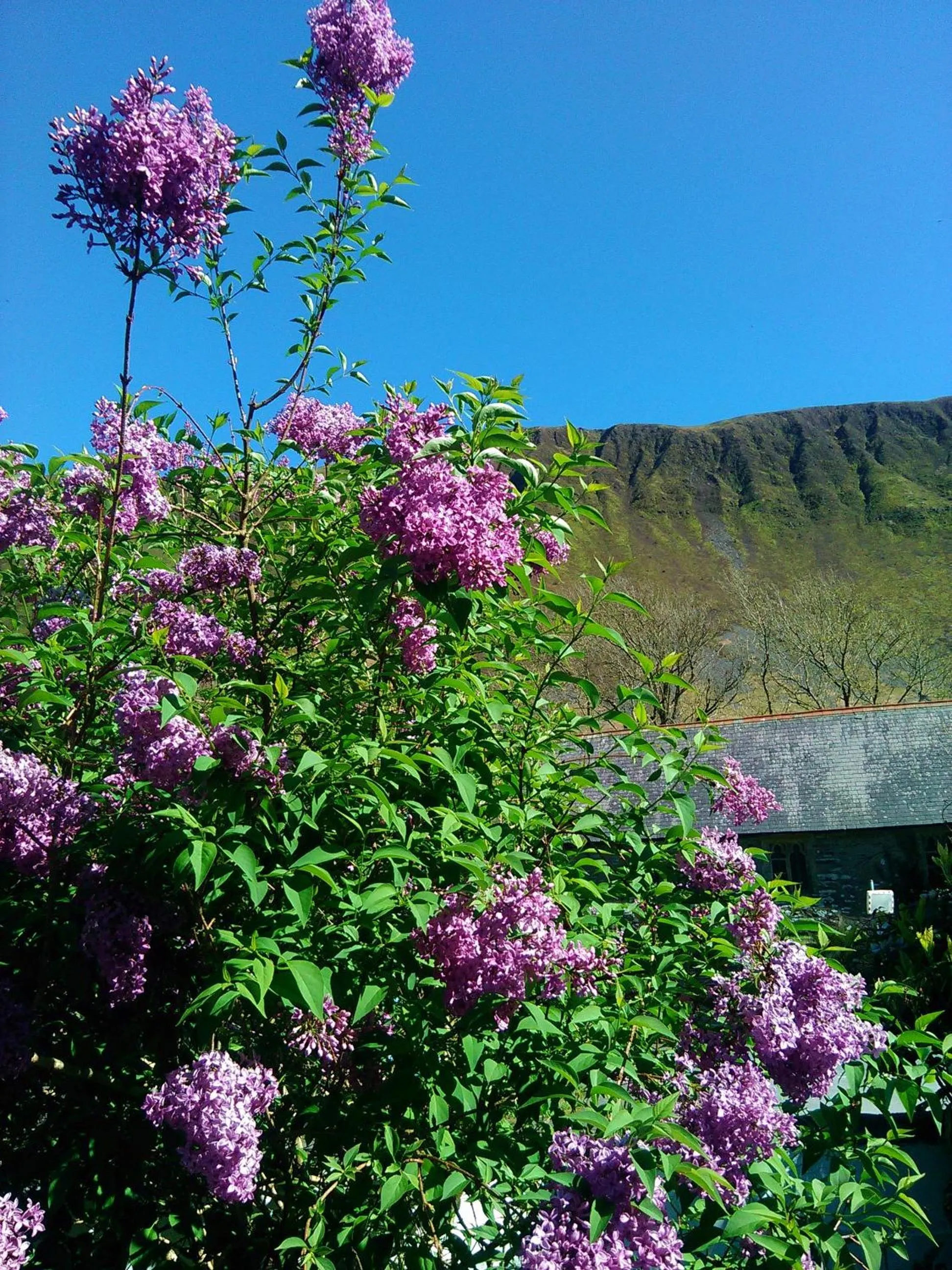 Garden in Pen-Y-Bont Hotel