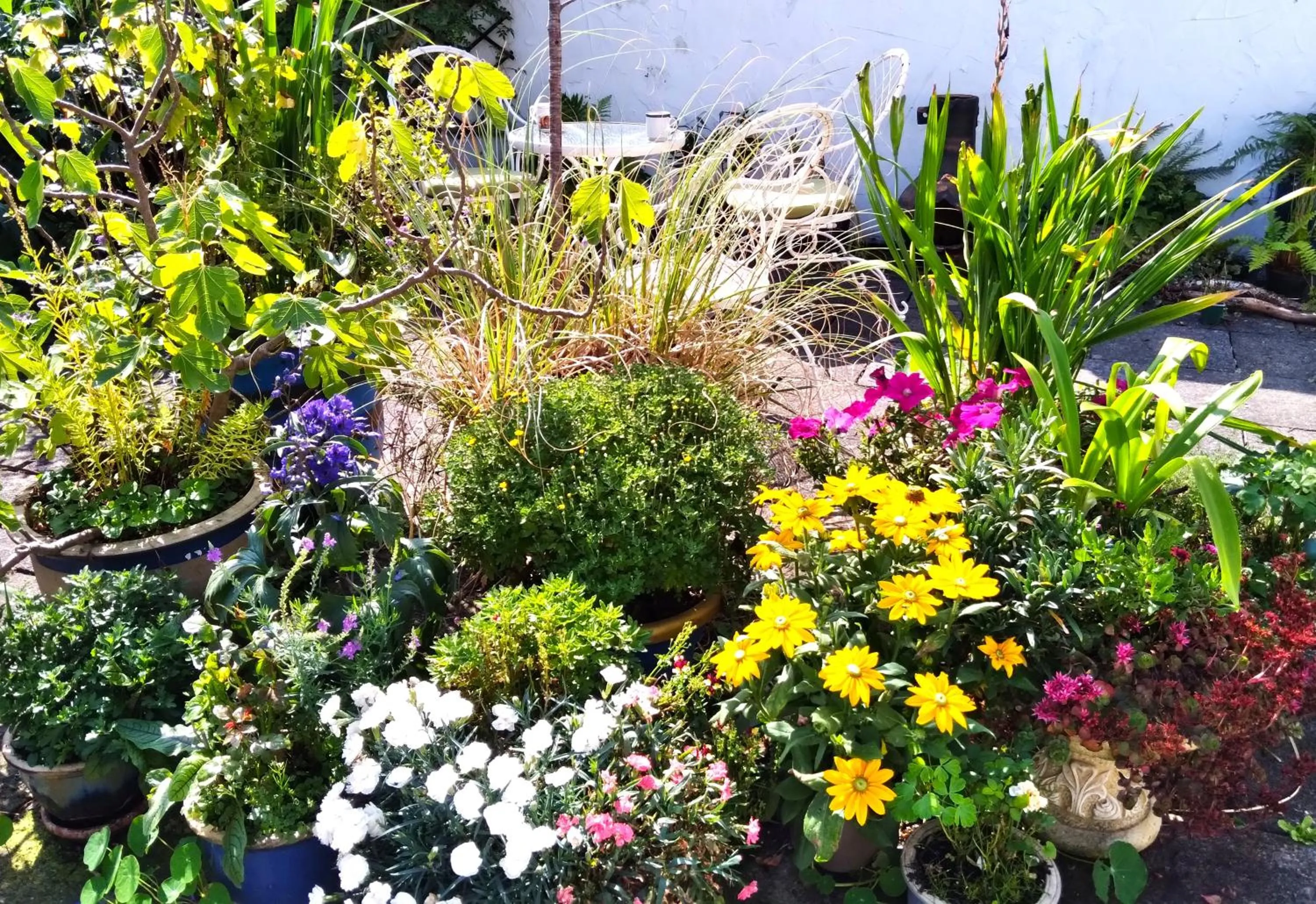 Garden in Pen-Y-Bont Hotel