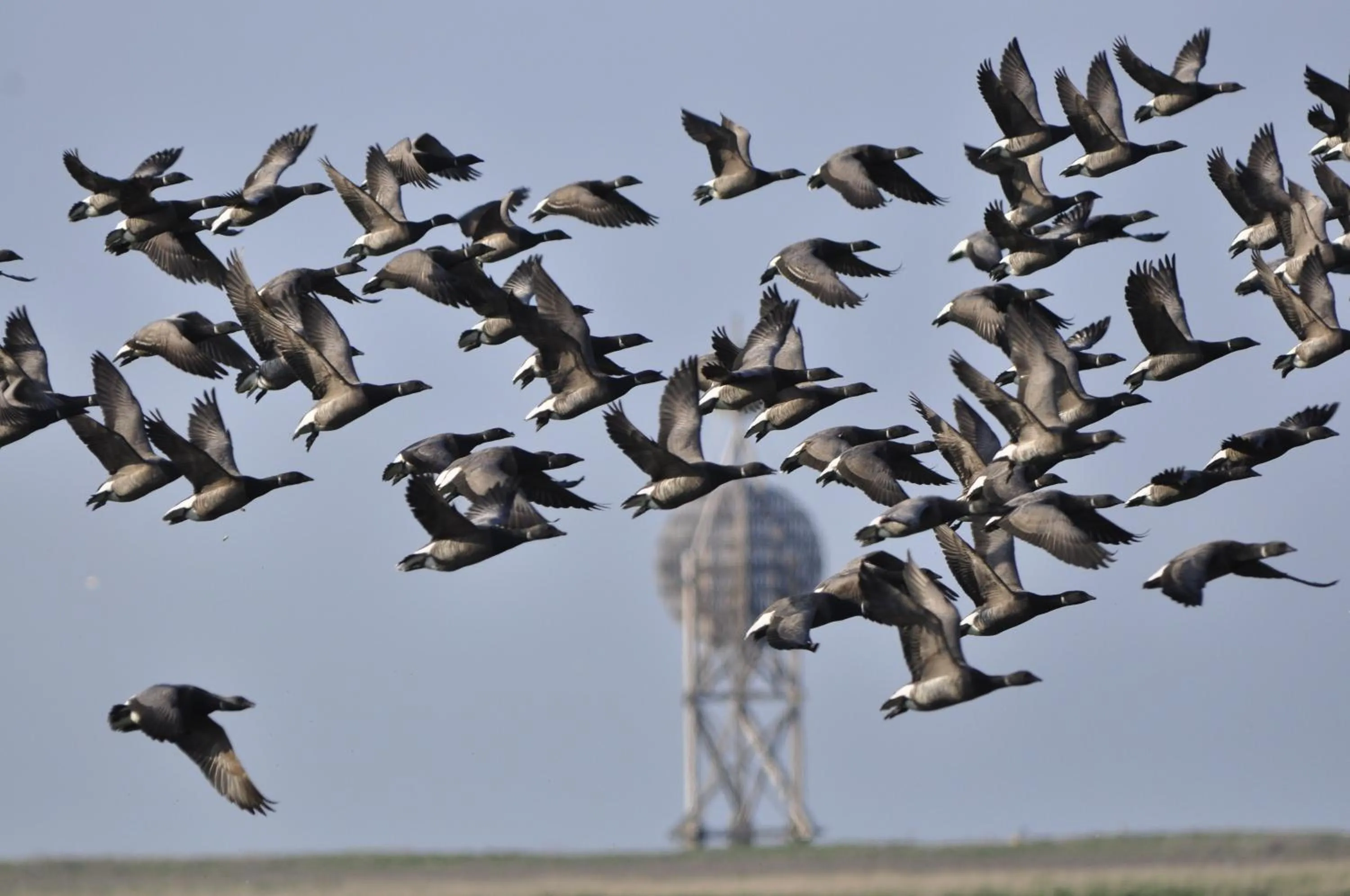 Animals in Hotel Nige Hus