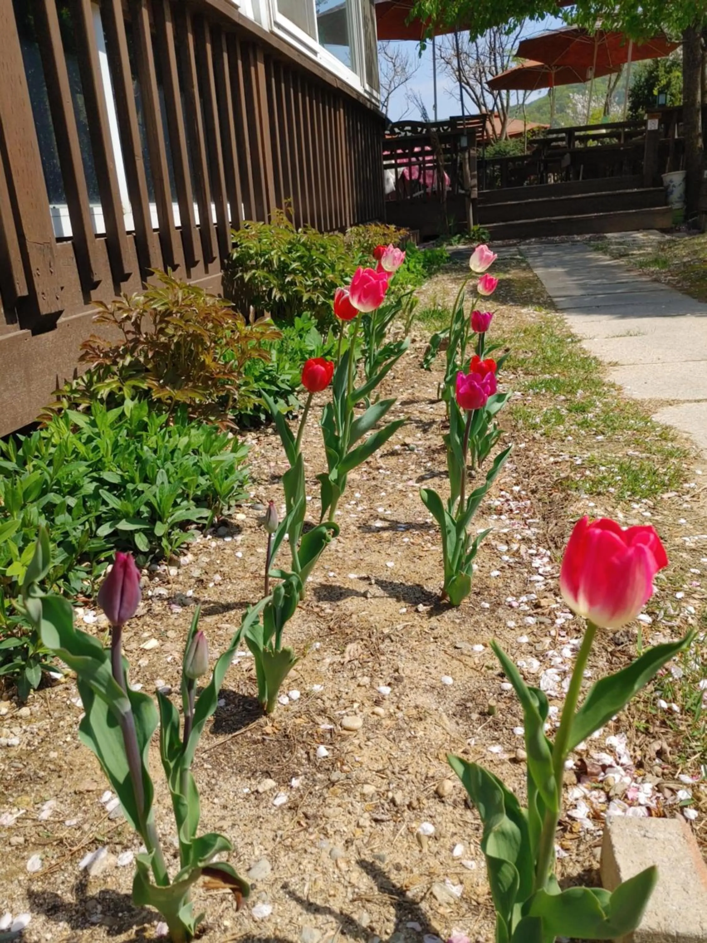 Garden in Paju Gamaksan Pension