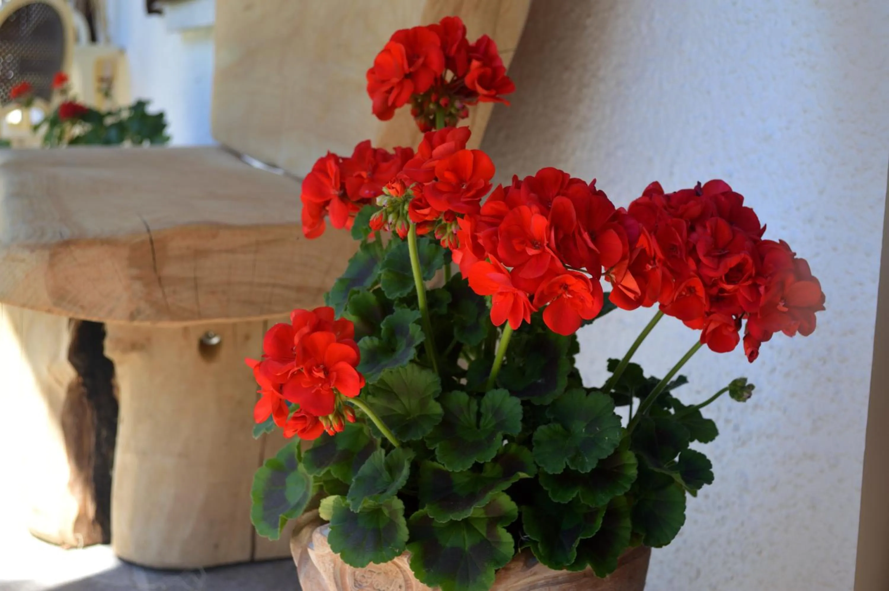 Garden in Hotel Panoramic
