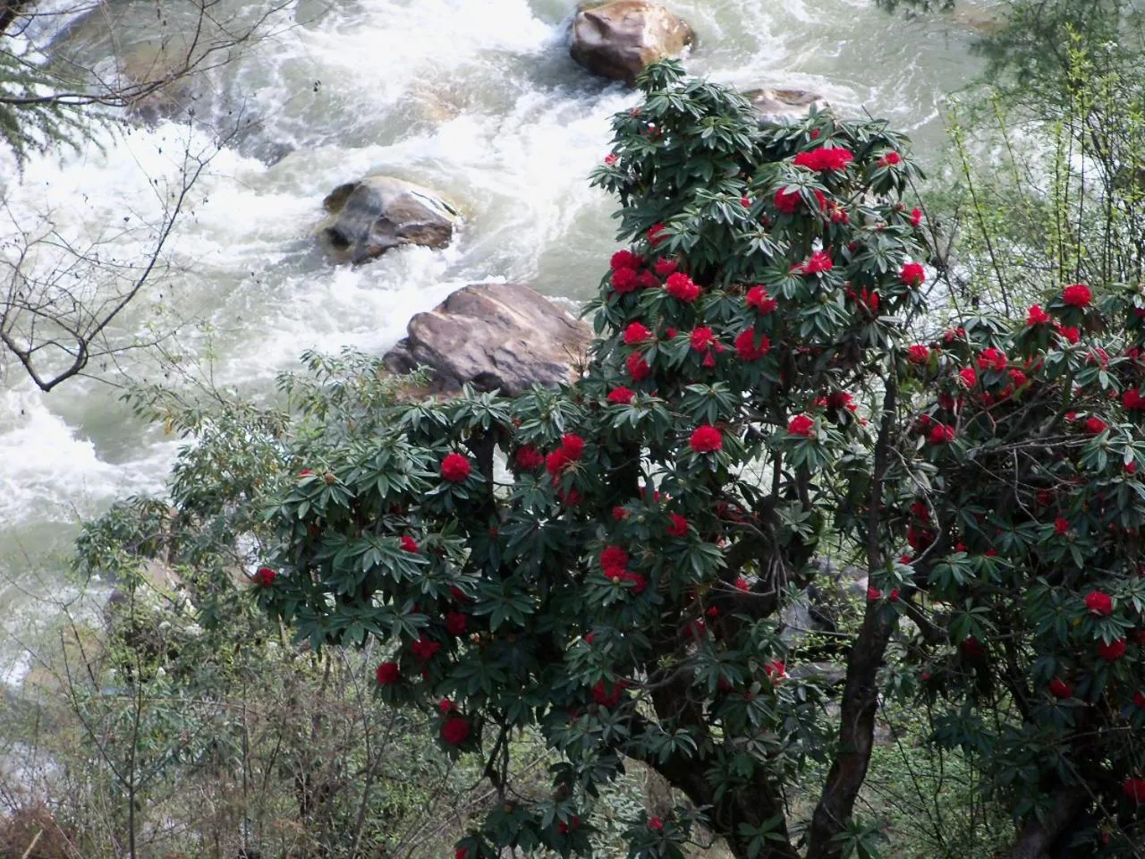 Spring in Parvati Kuteer riverside resort