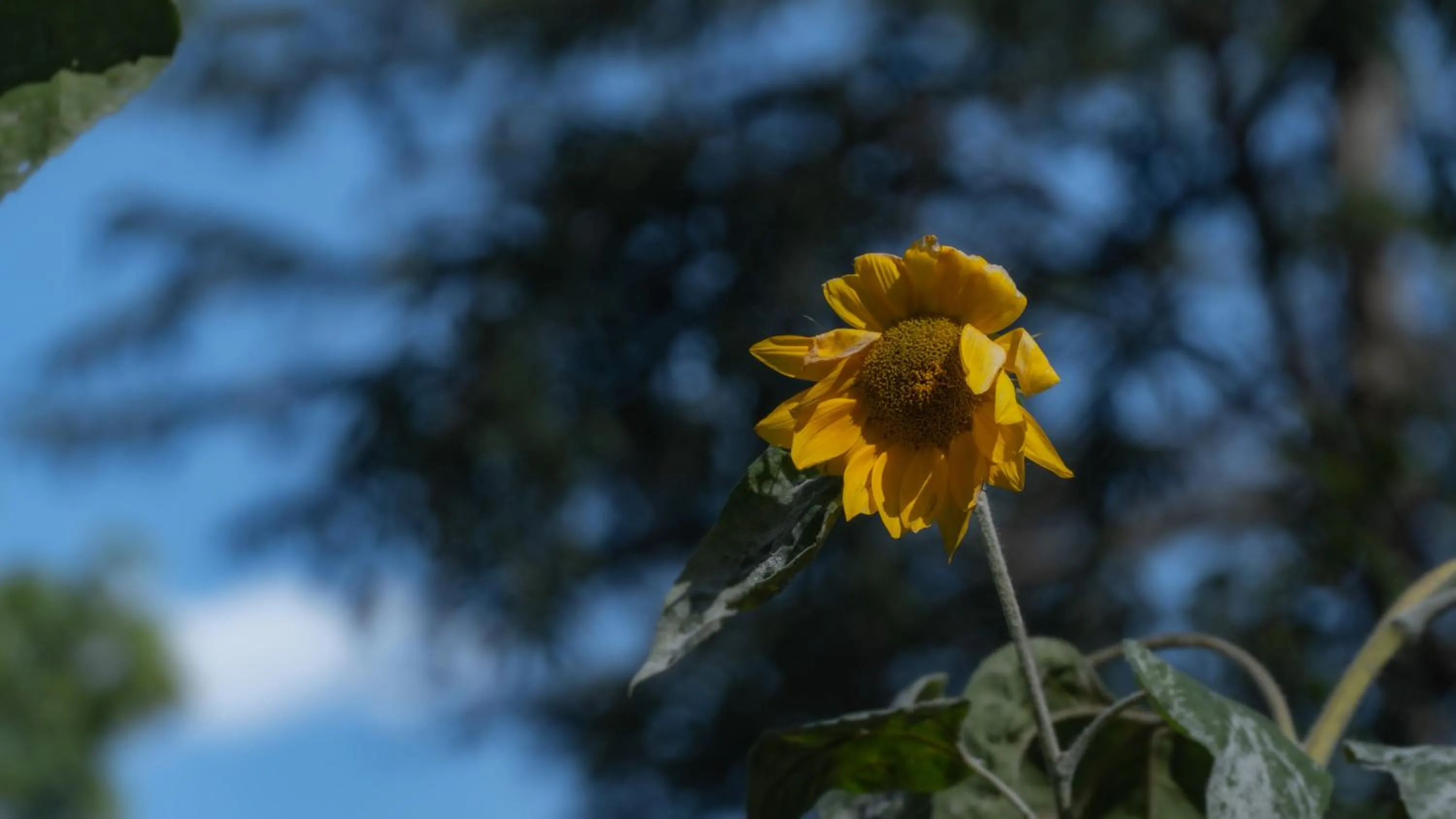 Garden in Parvati Kuteer riverside resort