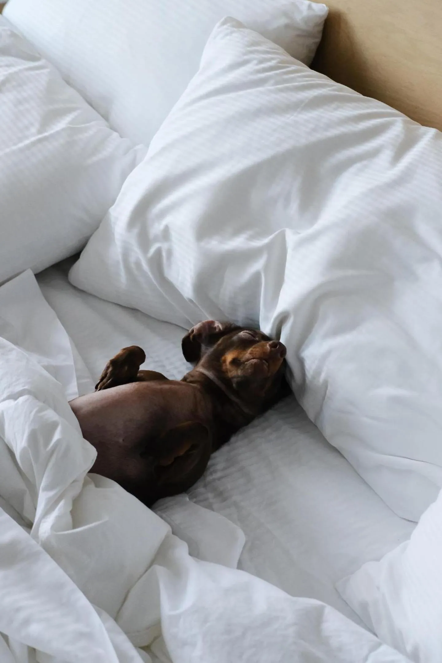 Pets, Bed in Griffintown Hôtel