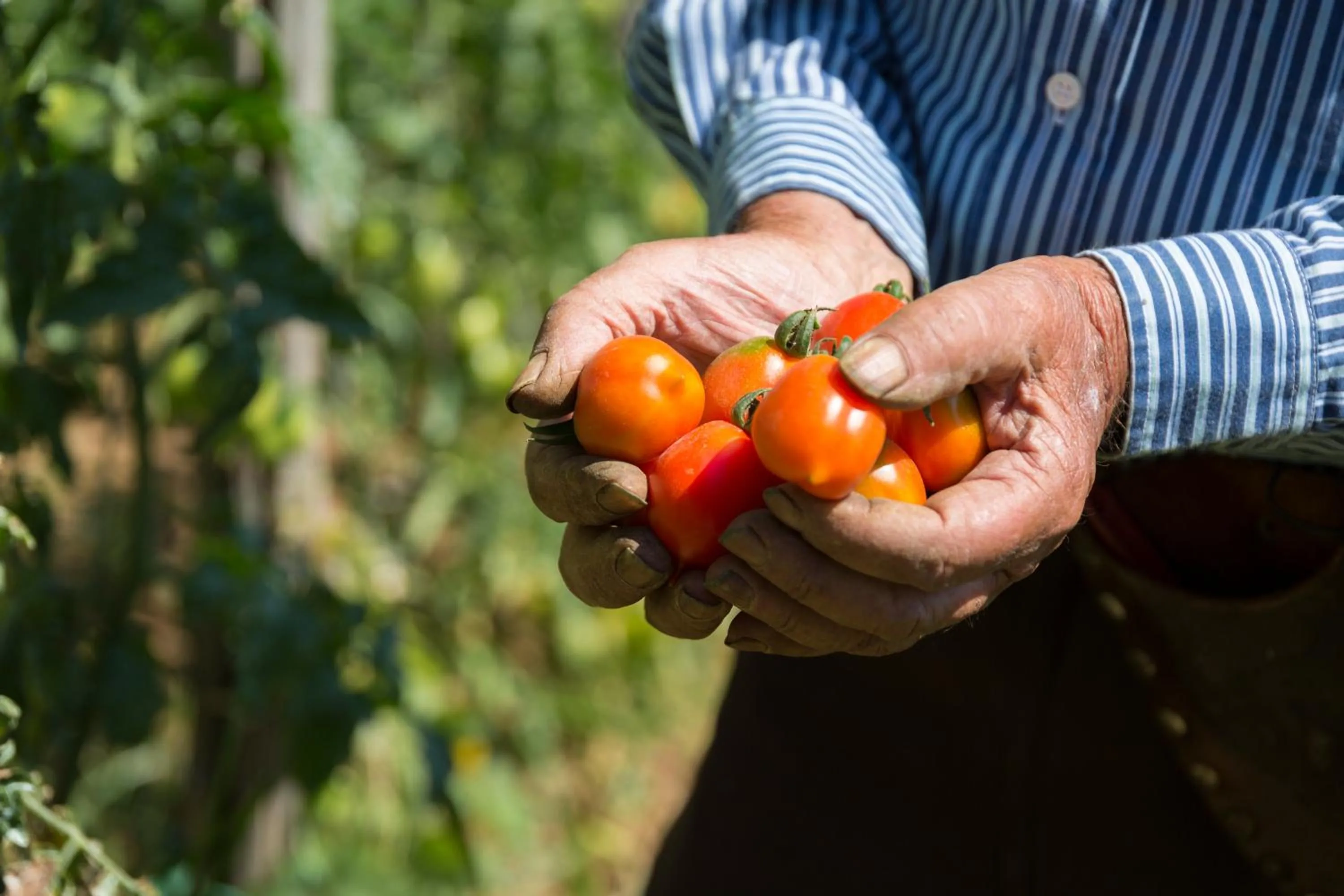 Food in HOTEL ZI'NTONIO