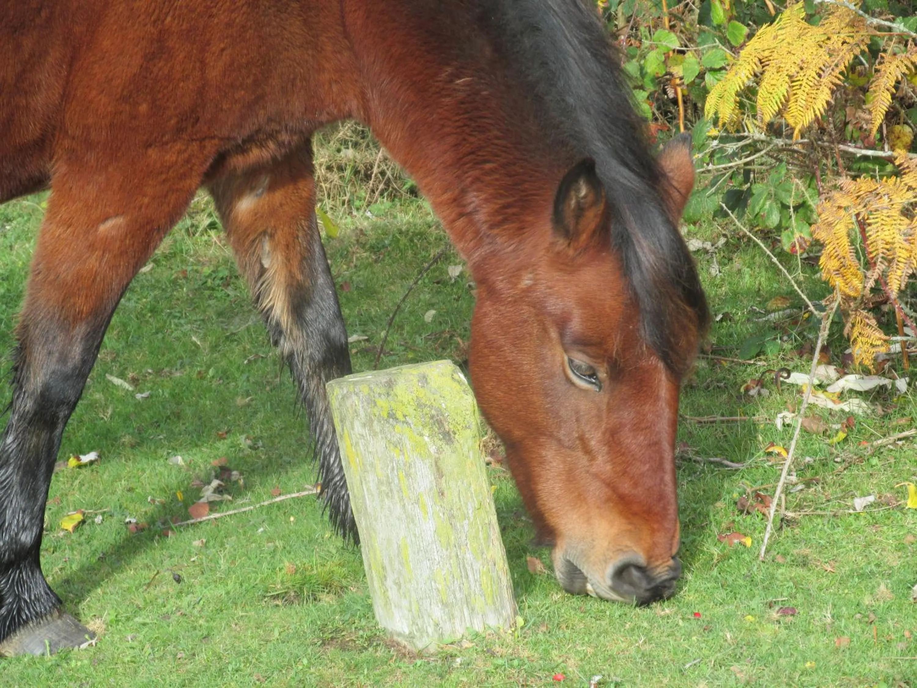 Animals in Albertine