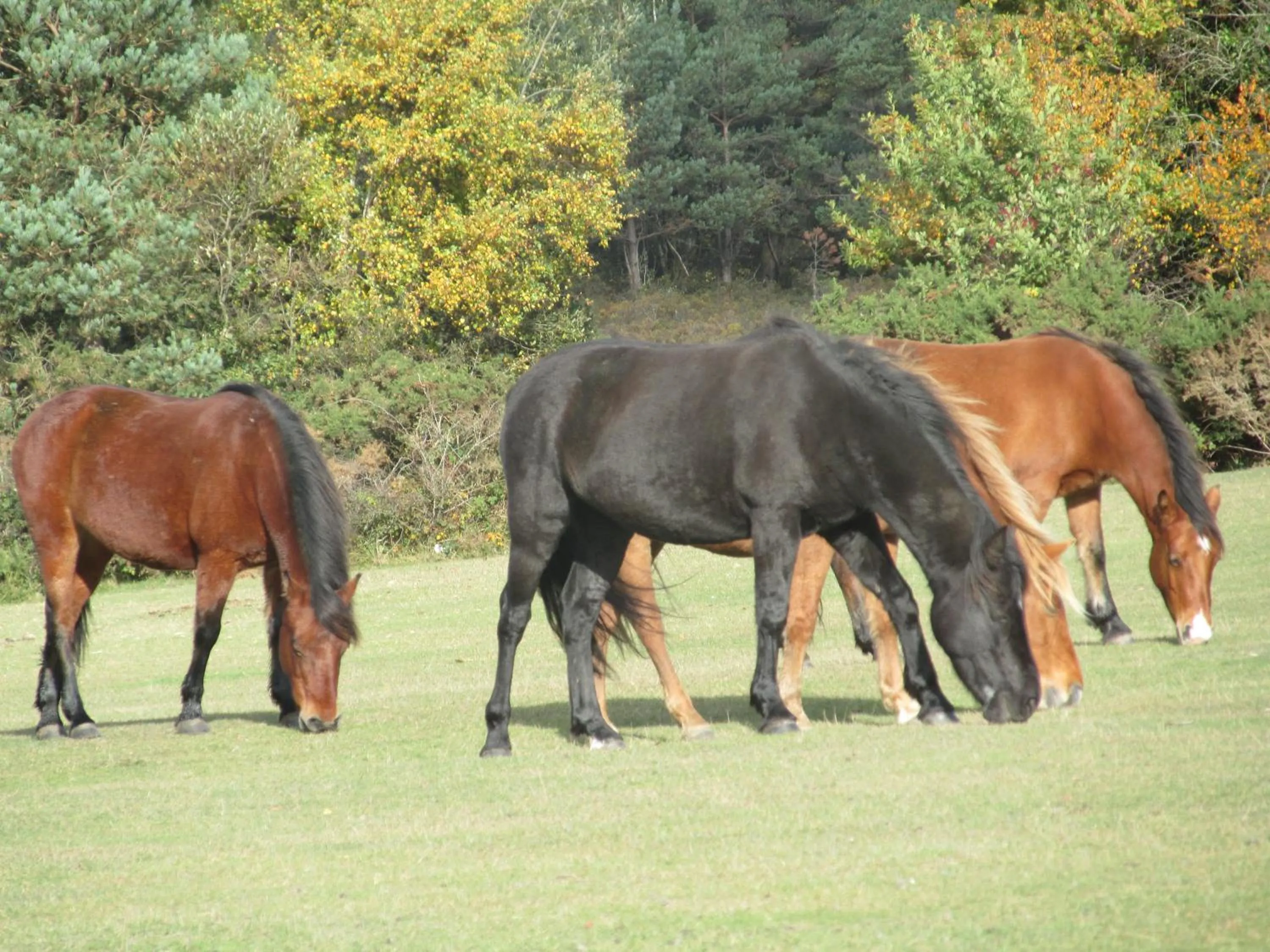 Animals in Albertine