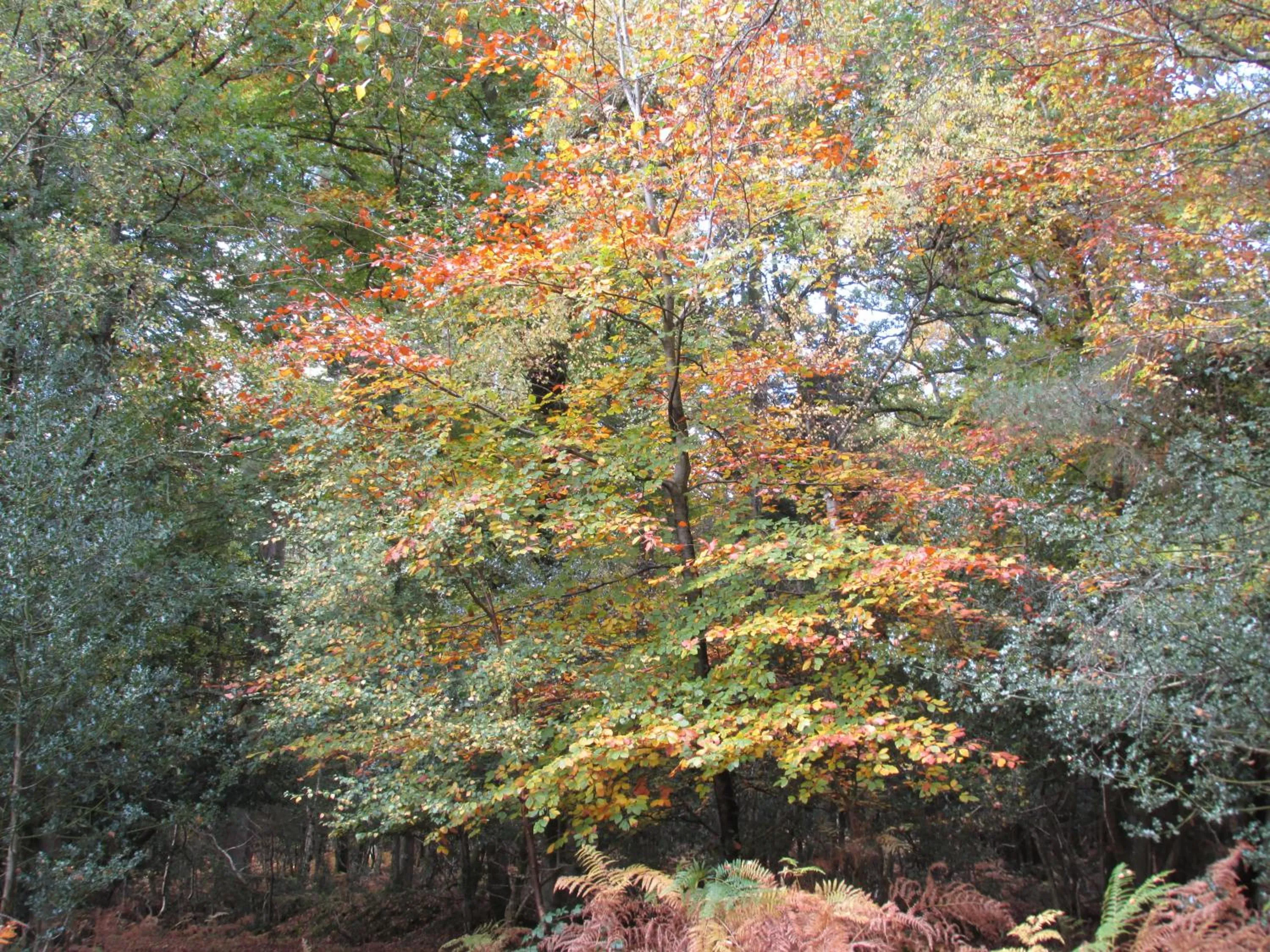 Area and facilities in Albertine