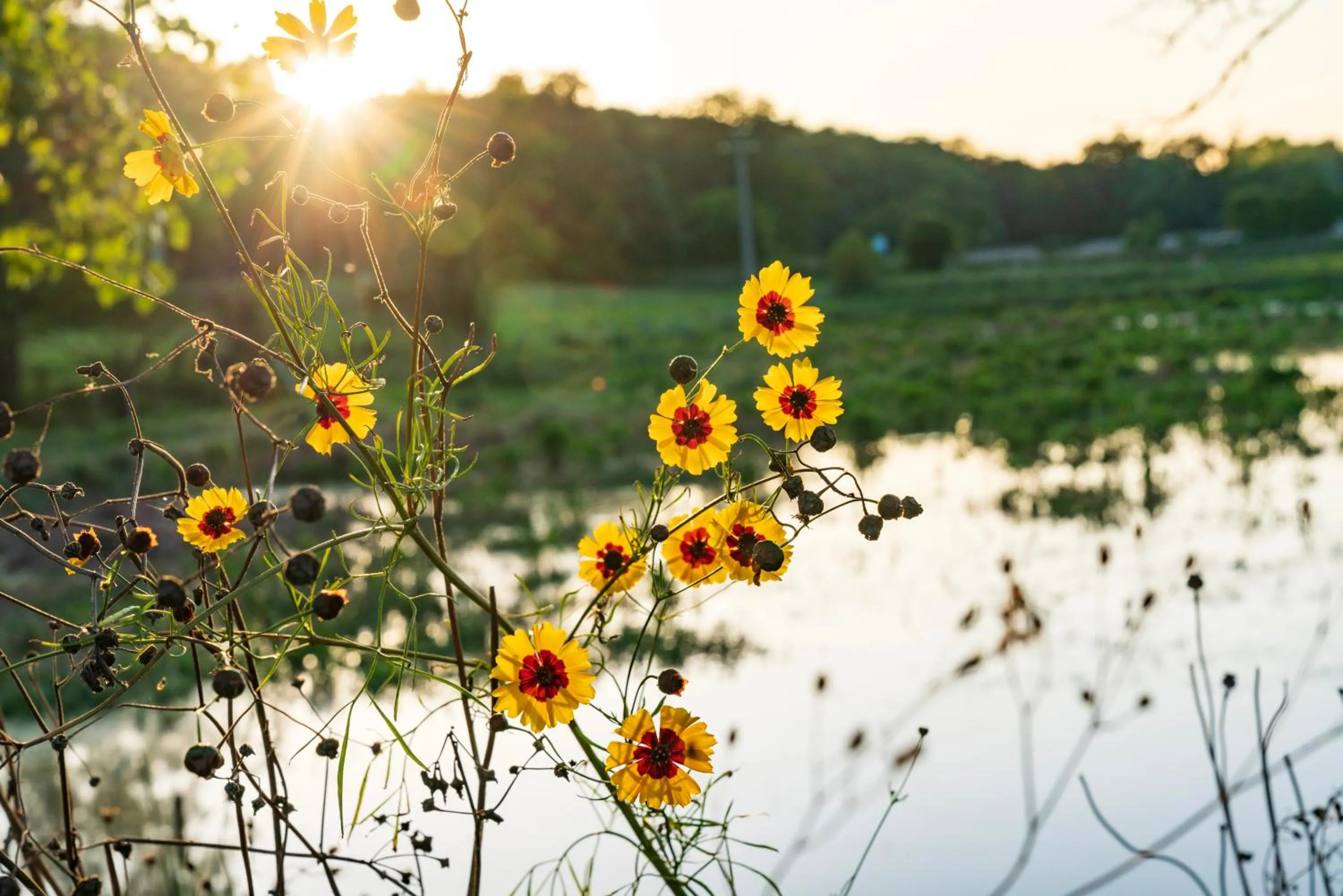 Natural landscape in Le Moulin des Marais
