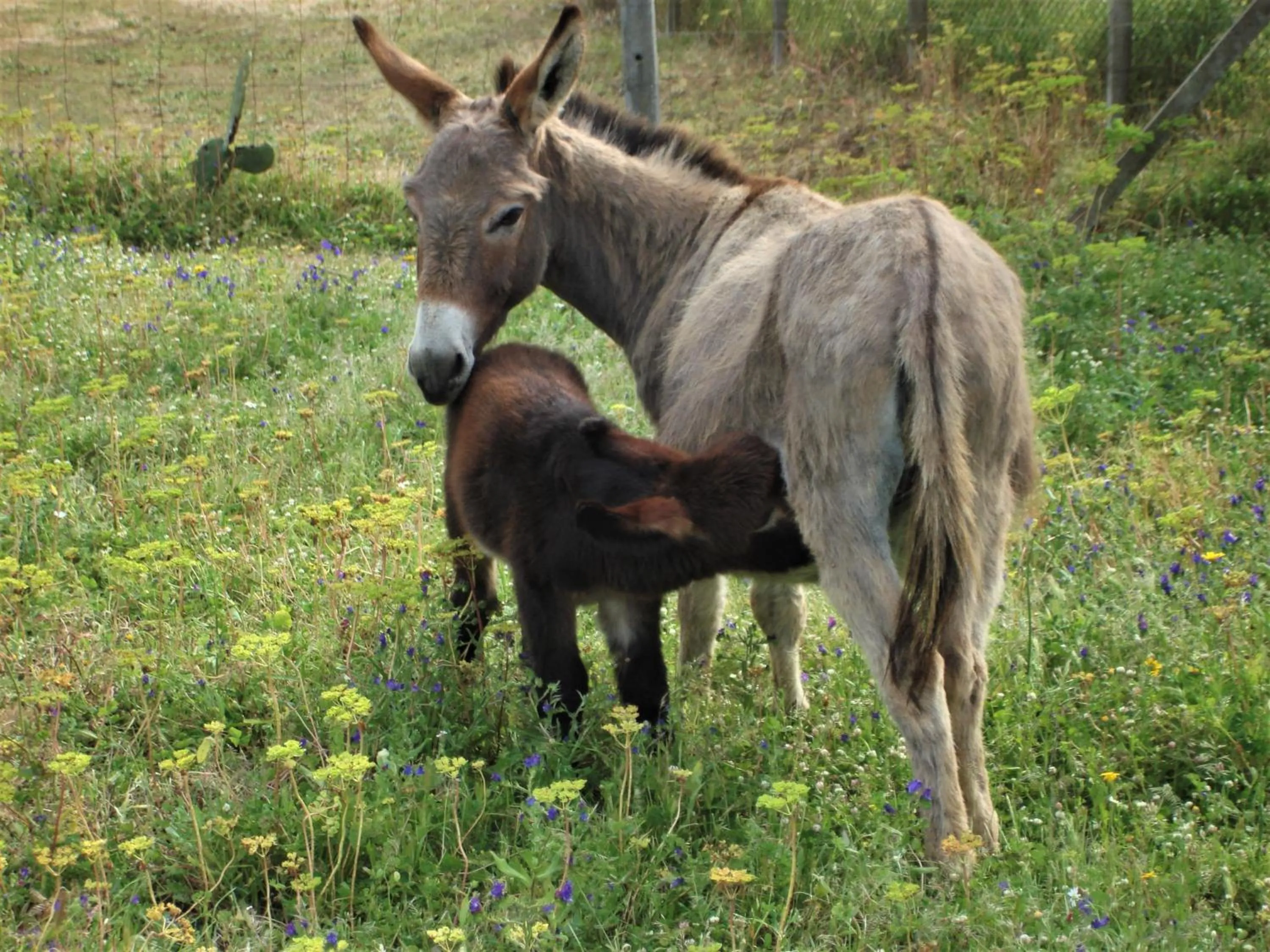 Animals in Agriturismo Lu Branu