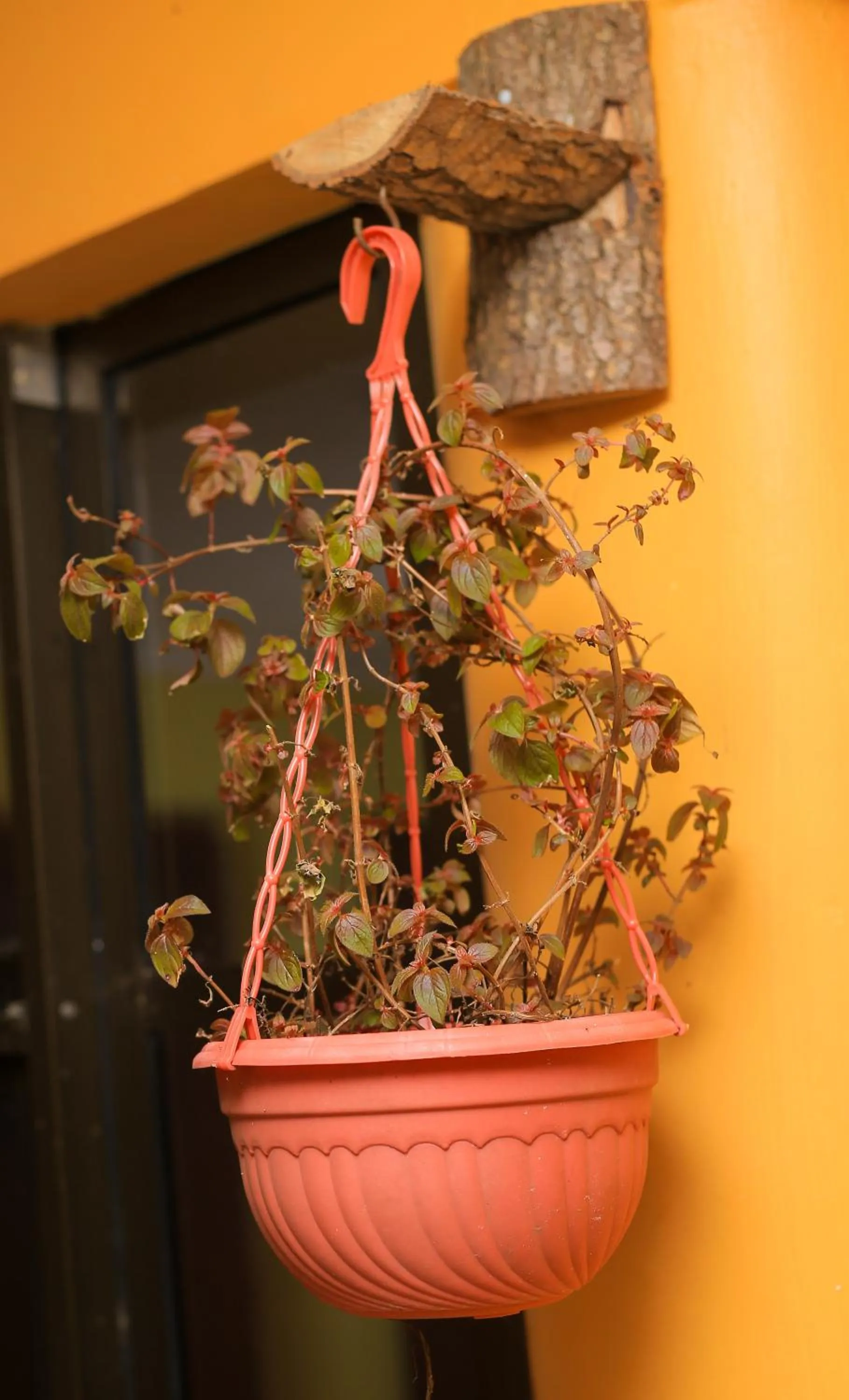 Garden in LUSHOTO EXECUTIVE LODGE