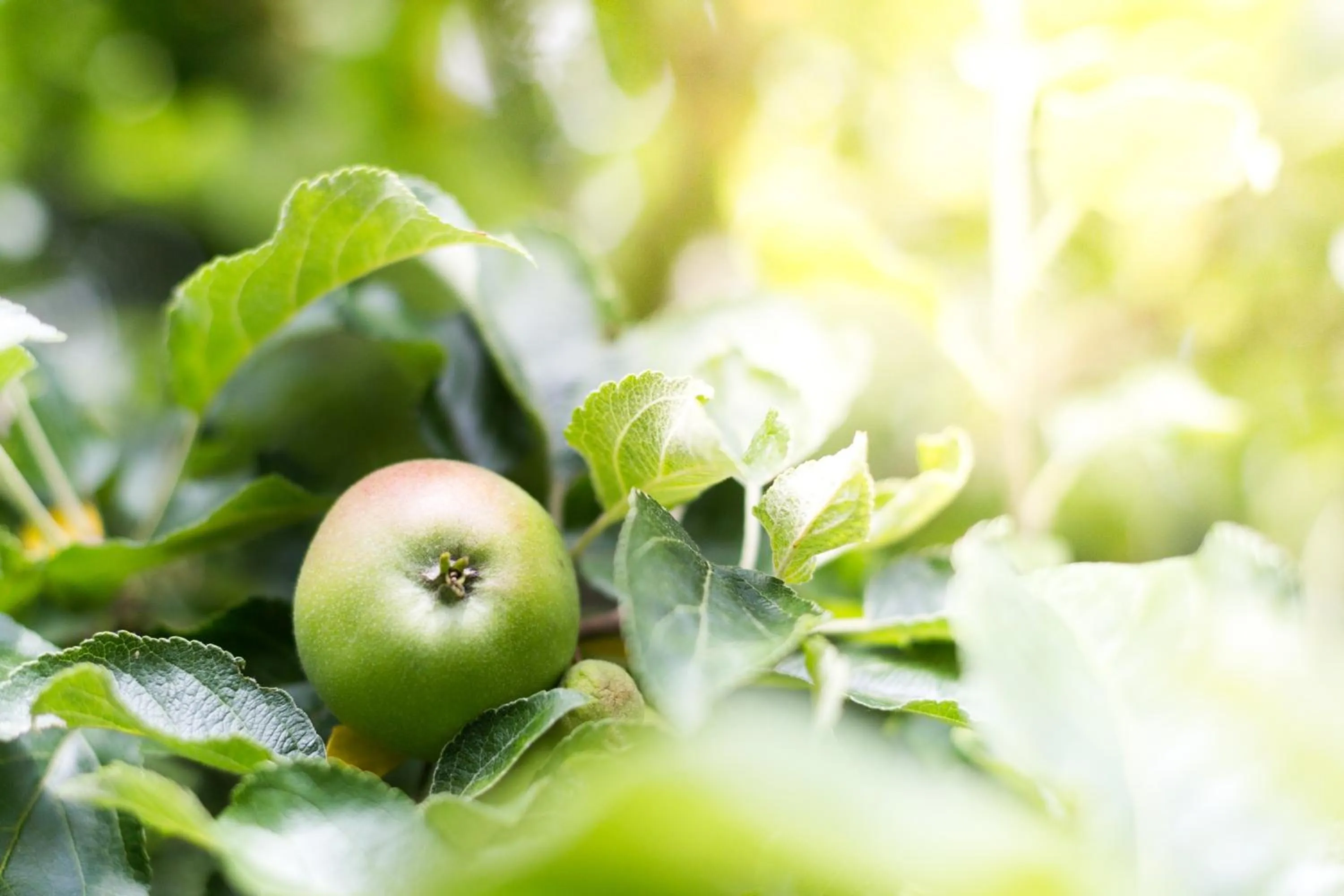 Spring in Hotel Villa Solln - free parking