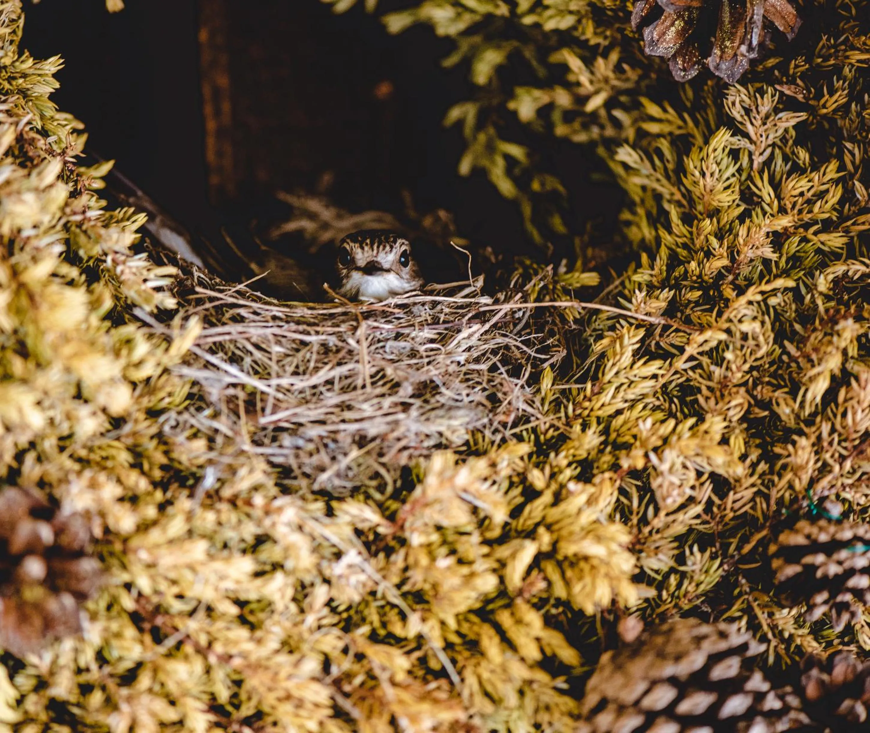 Toftemo Turiststasjon