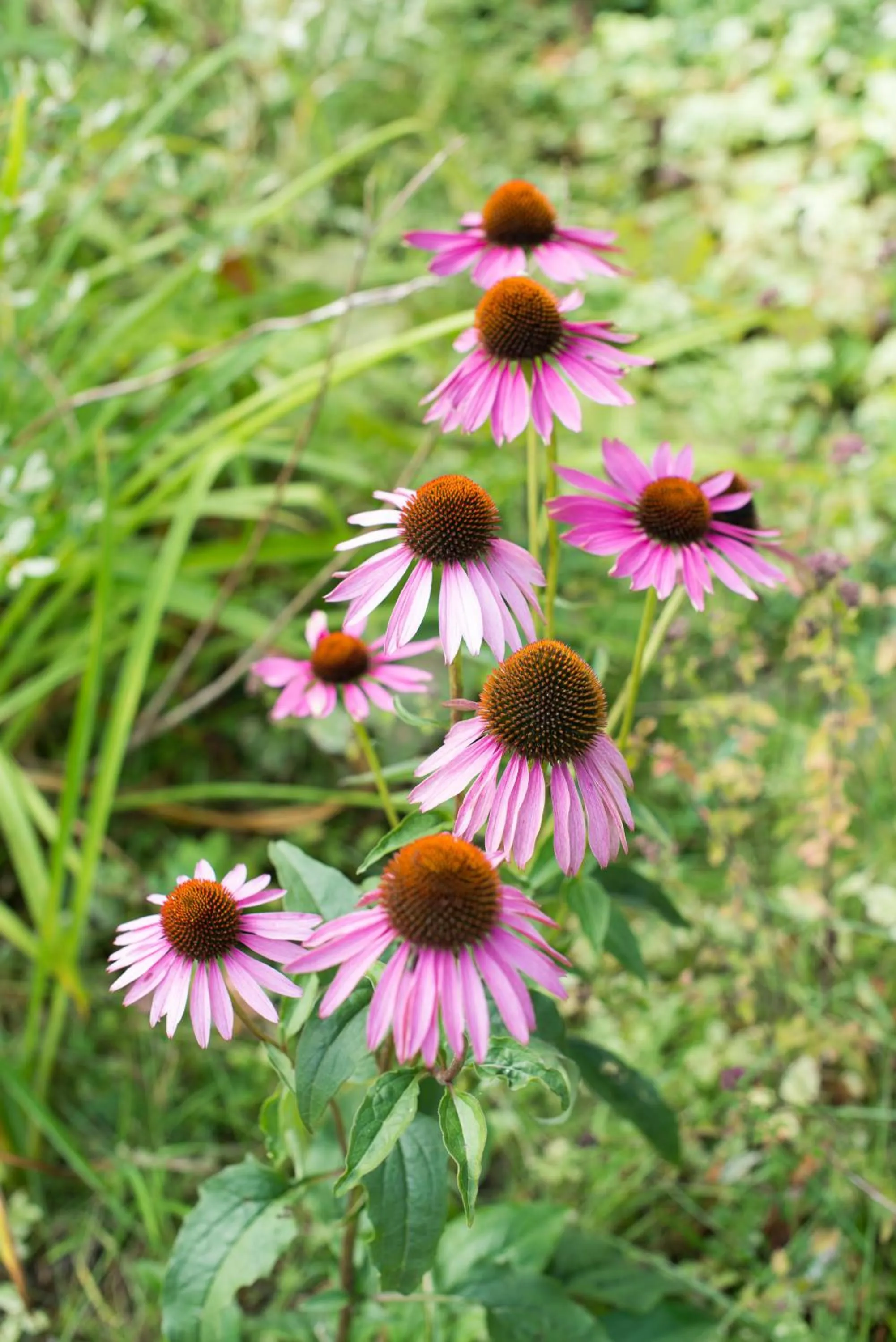 Other in Ogopogo Resort