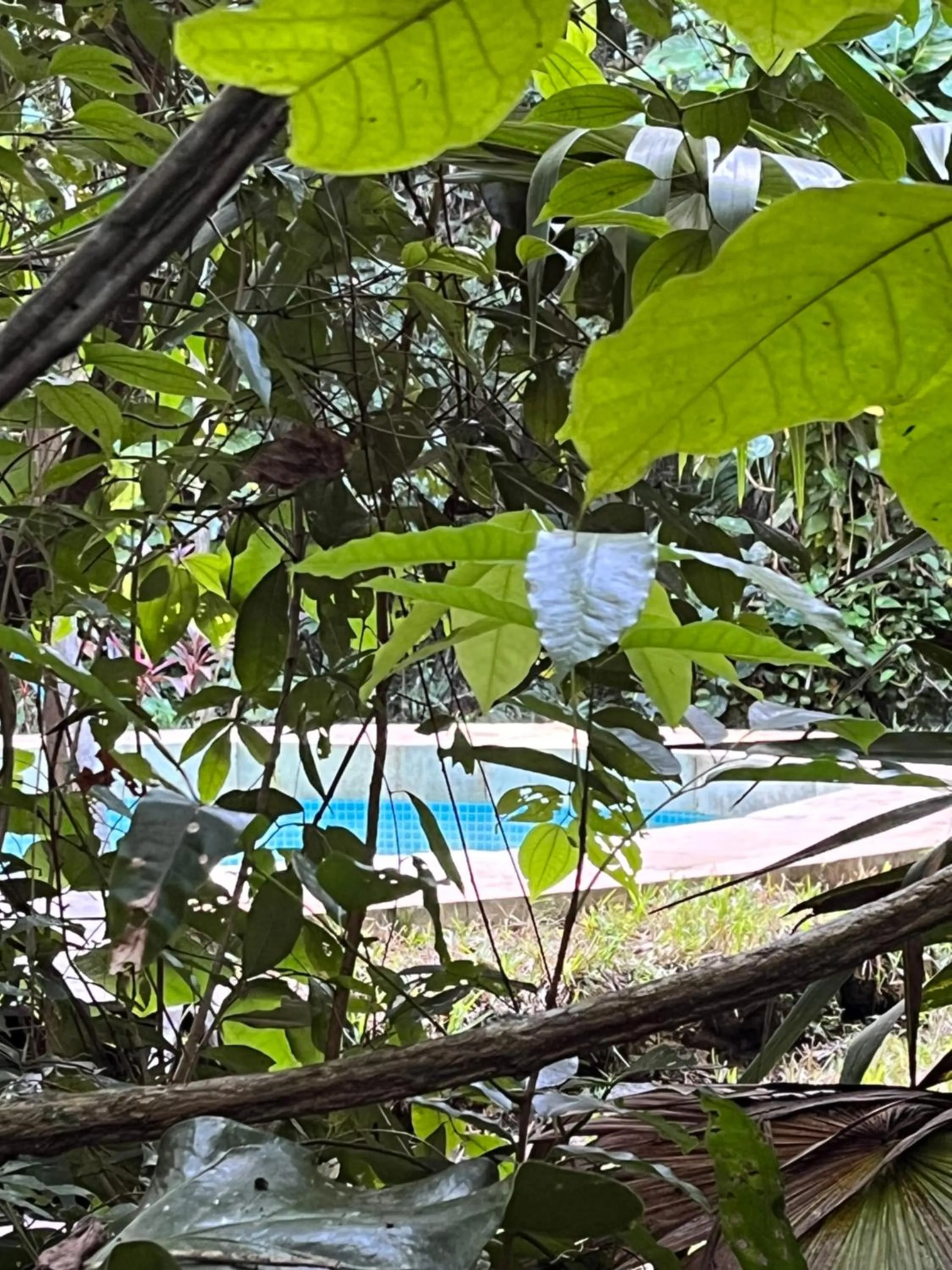 Swimming pool in Glamping Mama Loo mm