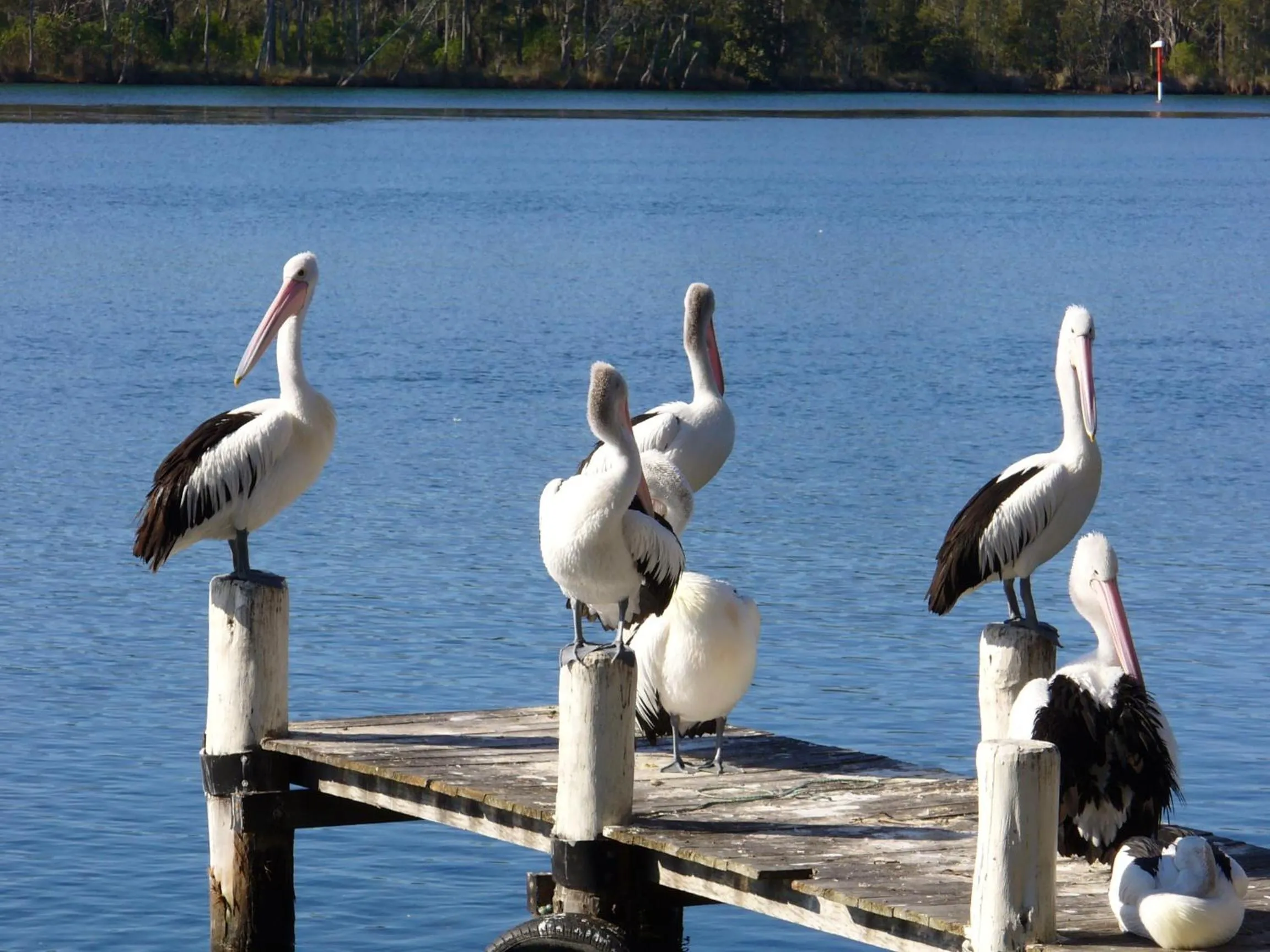Natural landscape in Huskisson Beach Motel