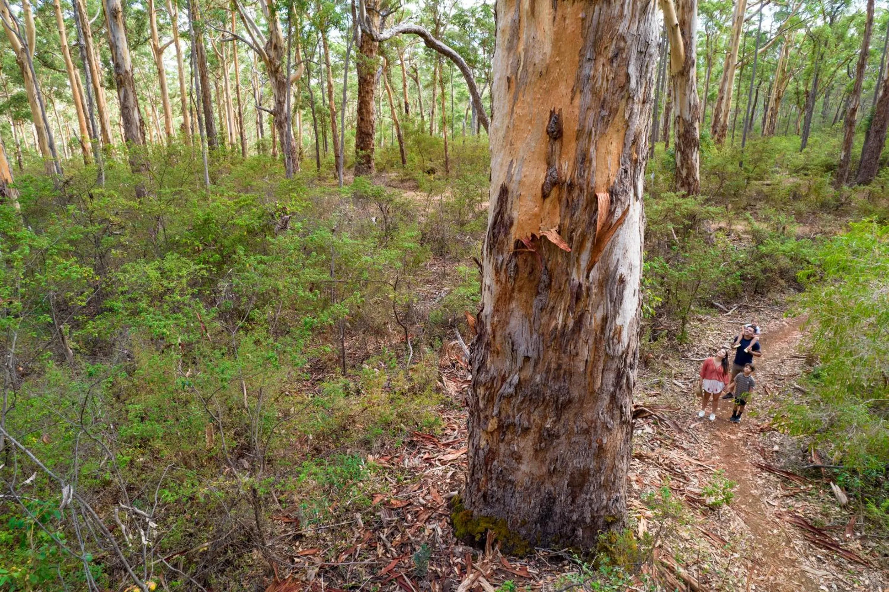 Natural landscape in RAC Margaret River Nature Park