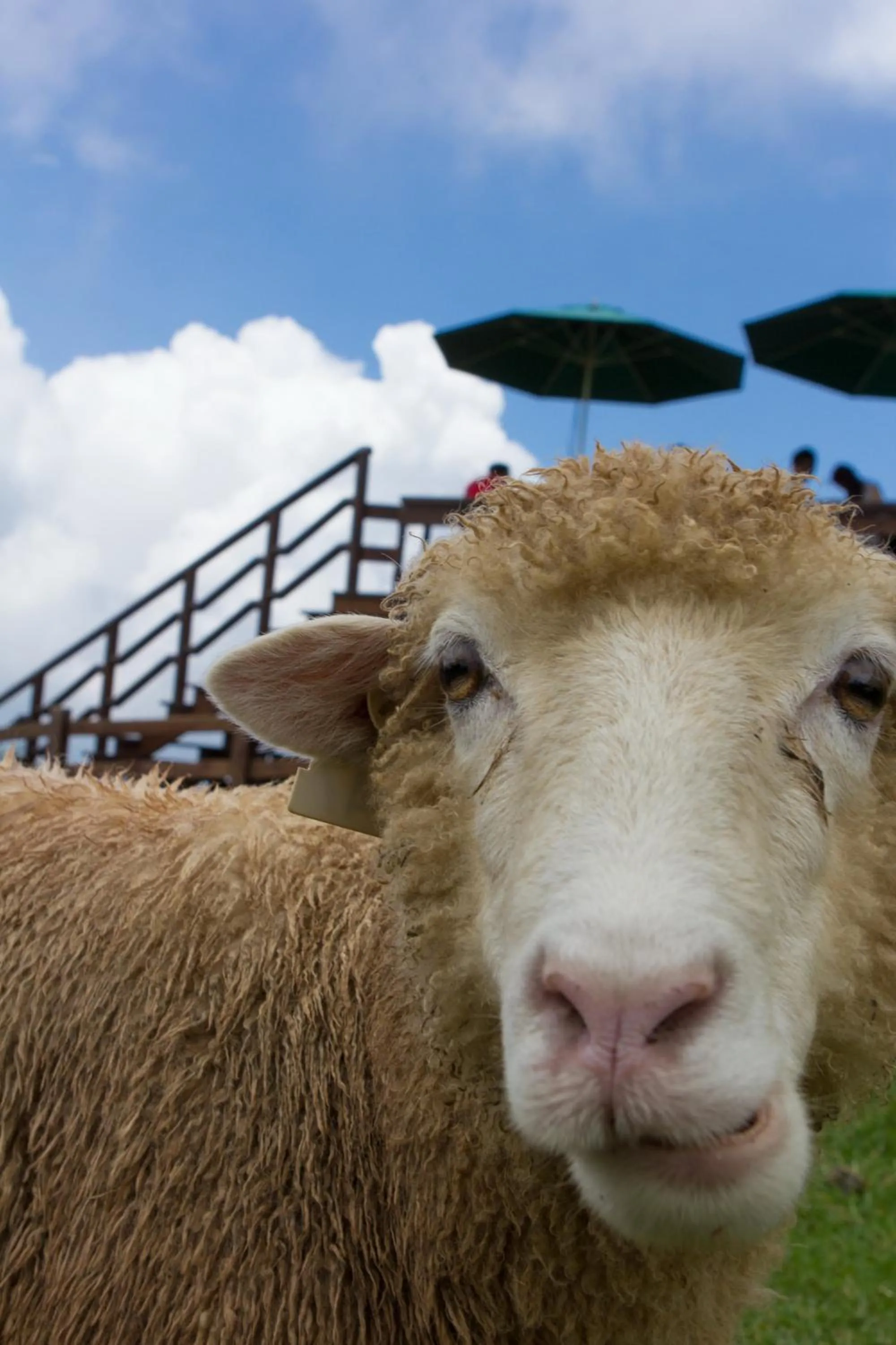 Time of day in Cingjing Brilliant Twins of Seattle