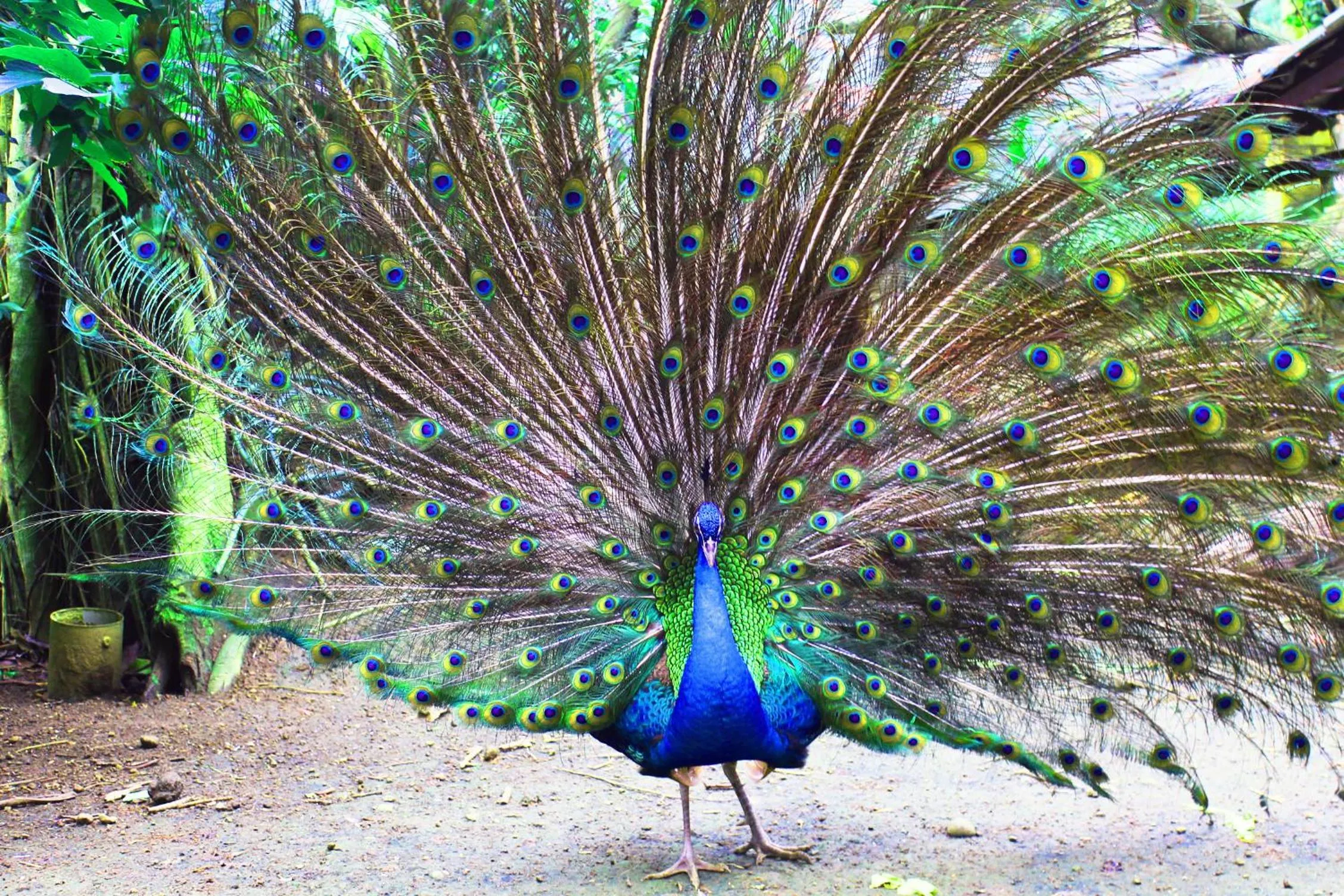 Activities in Forest Crest Nature Hotel and Resort Powered by ASTON