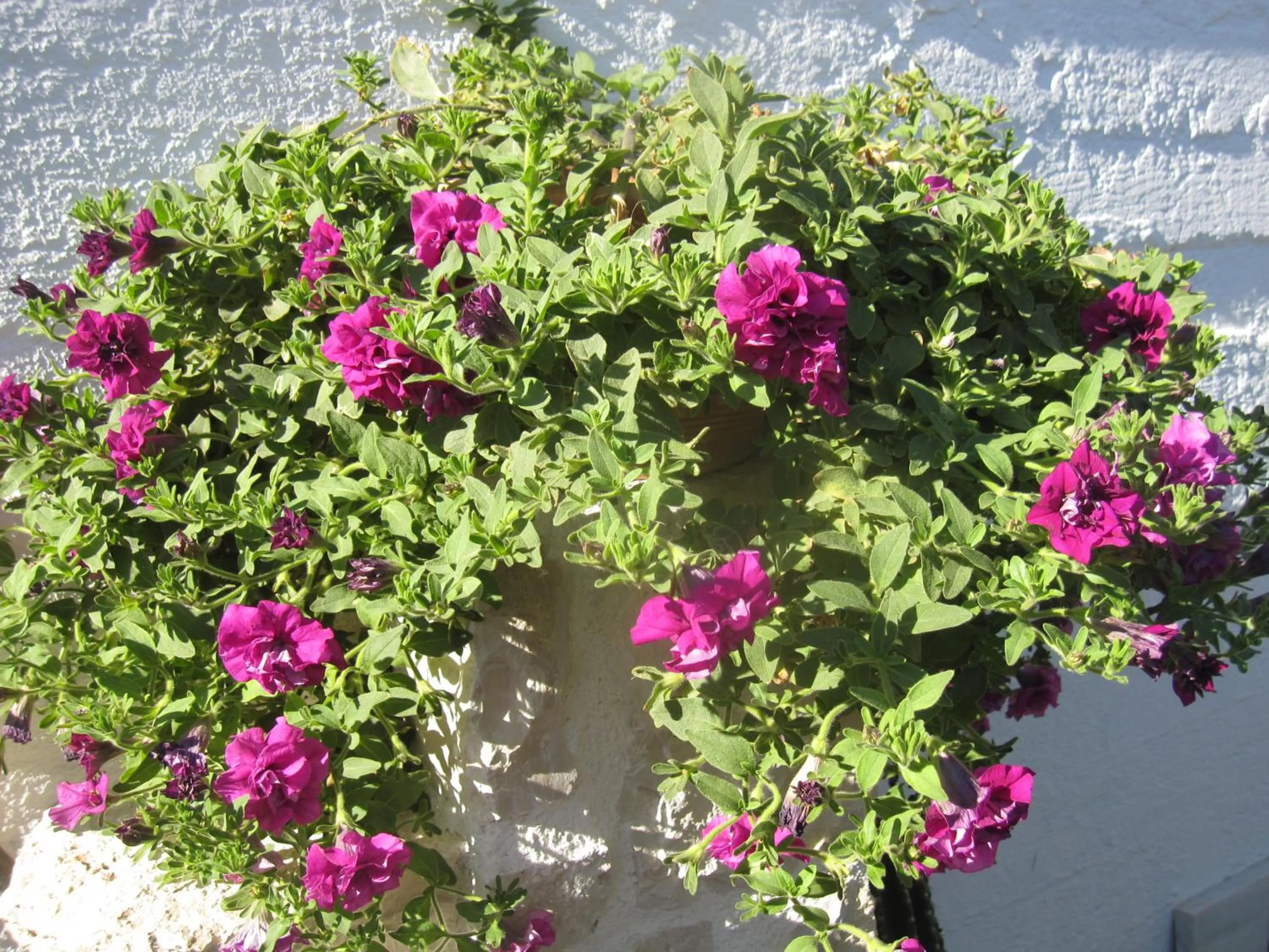 Garden in Lion-Suites