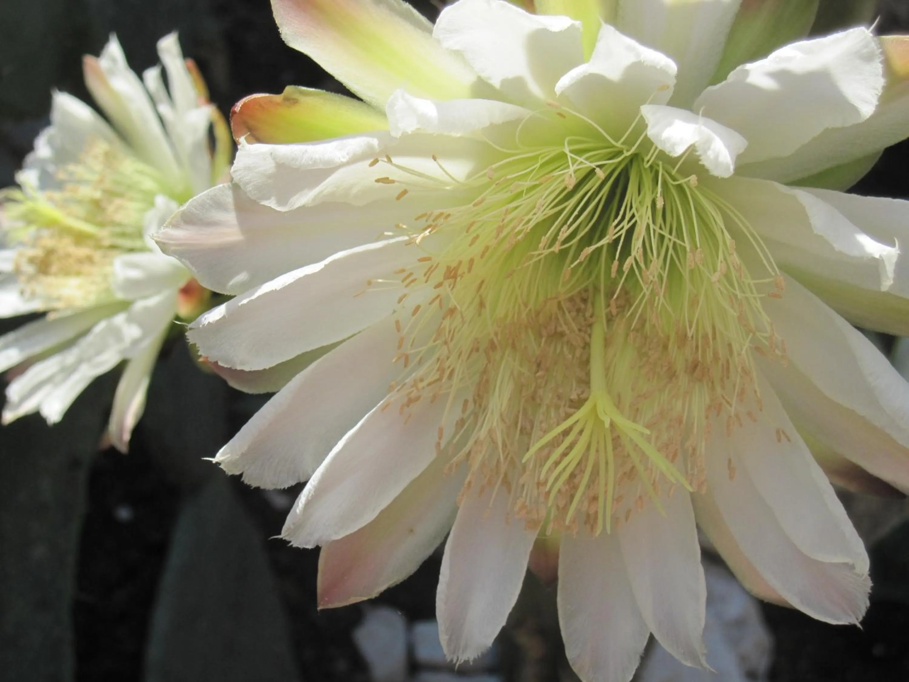 Garden in Lion-Suites