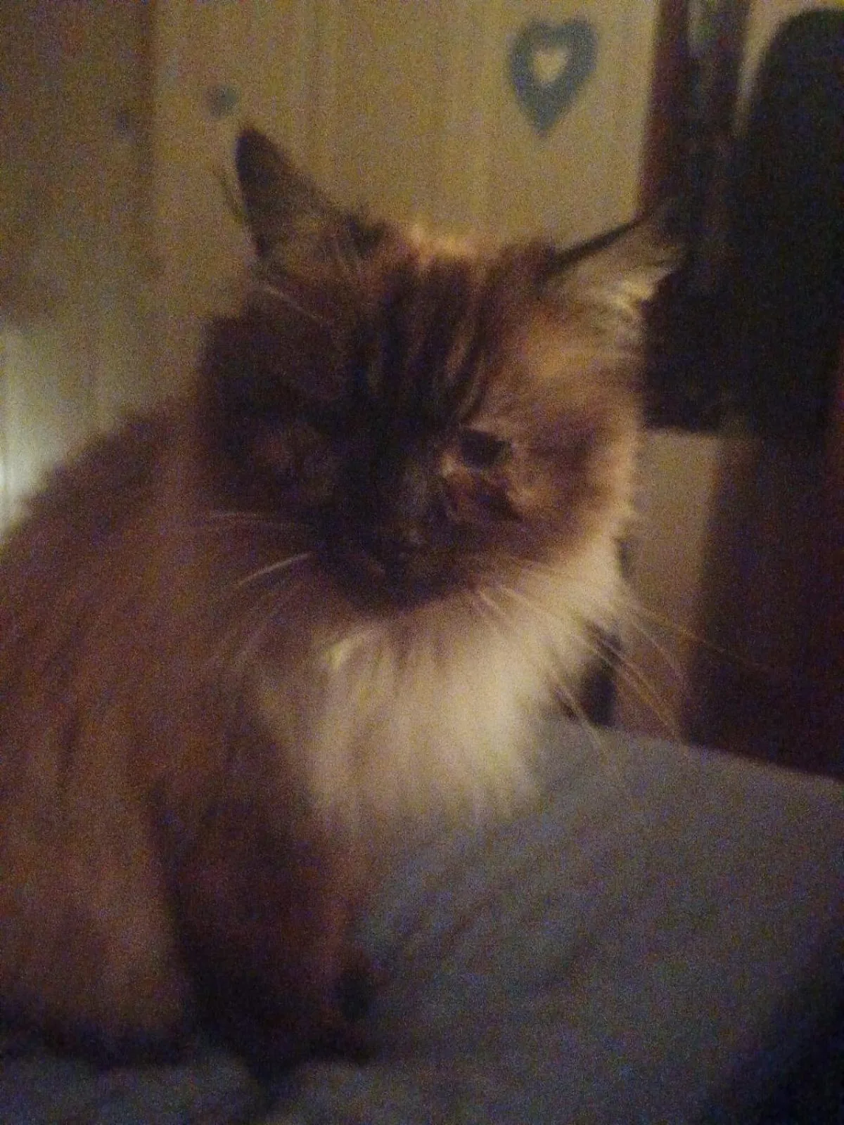 Alla tana del bianconiglio