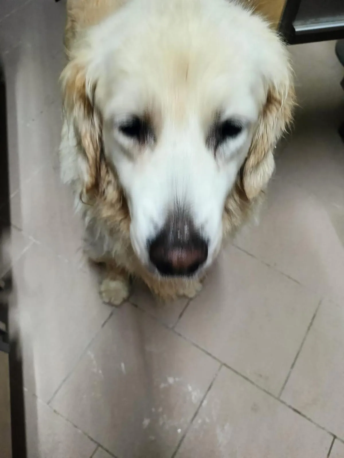 Alla tana del bianconiglio