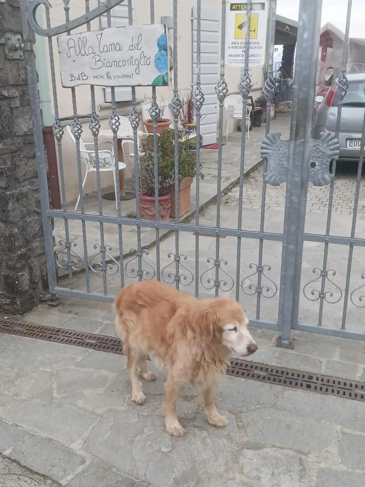 Alla tana del bianconiglio