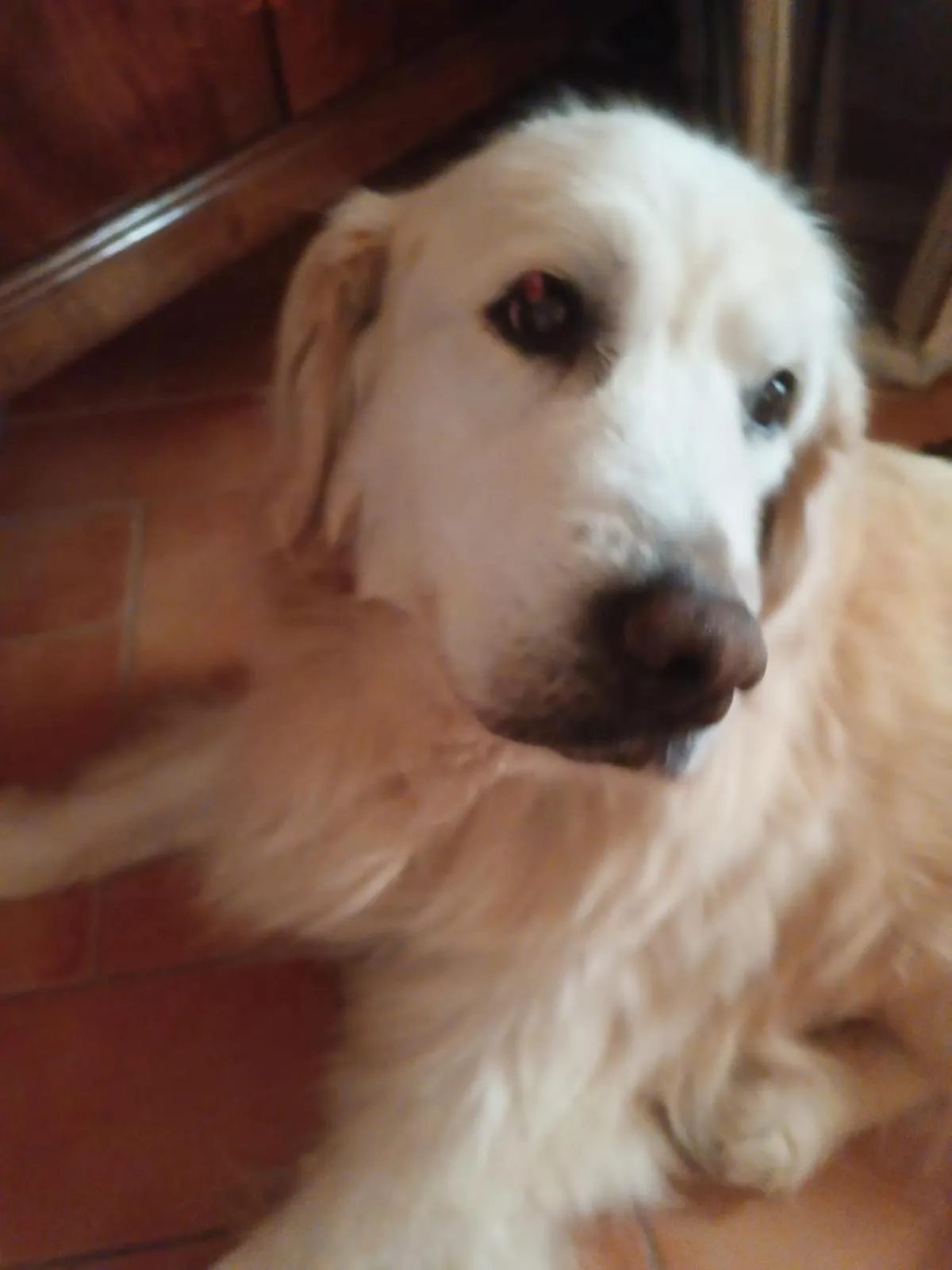 Alla tana del bianconiglio