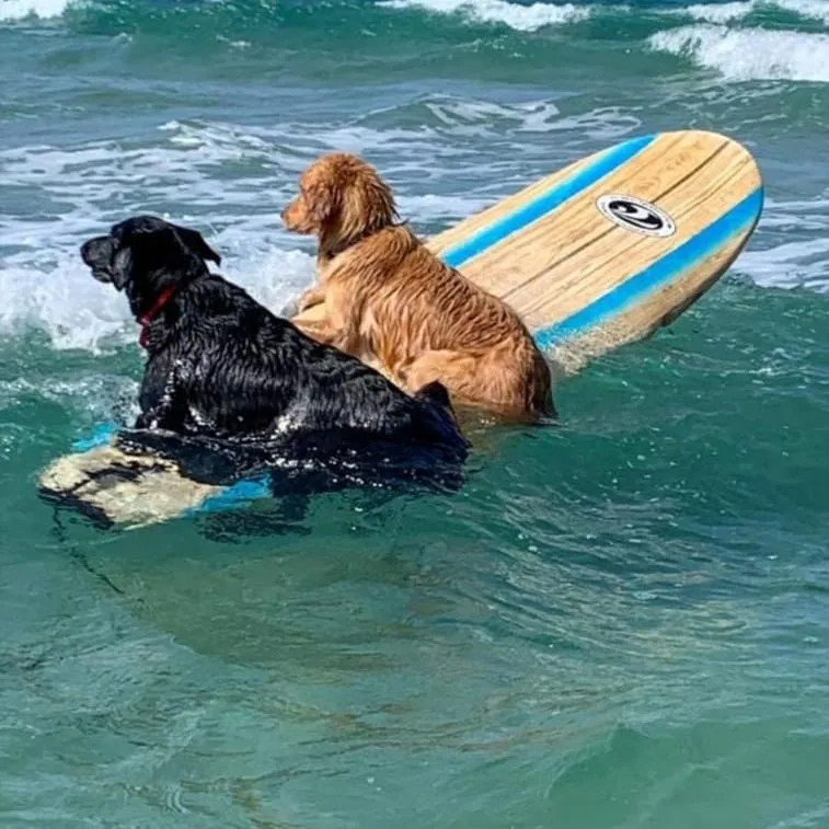 Cabarete Maravilla Eco Lodge Boutique Beach Surf Encuentro, Kite, by AA Crypto Group