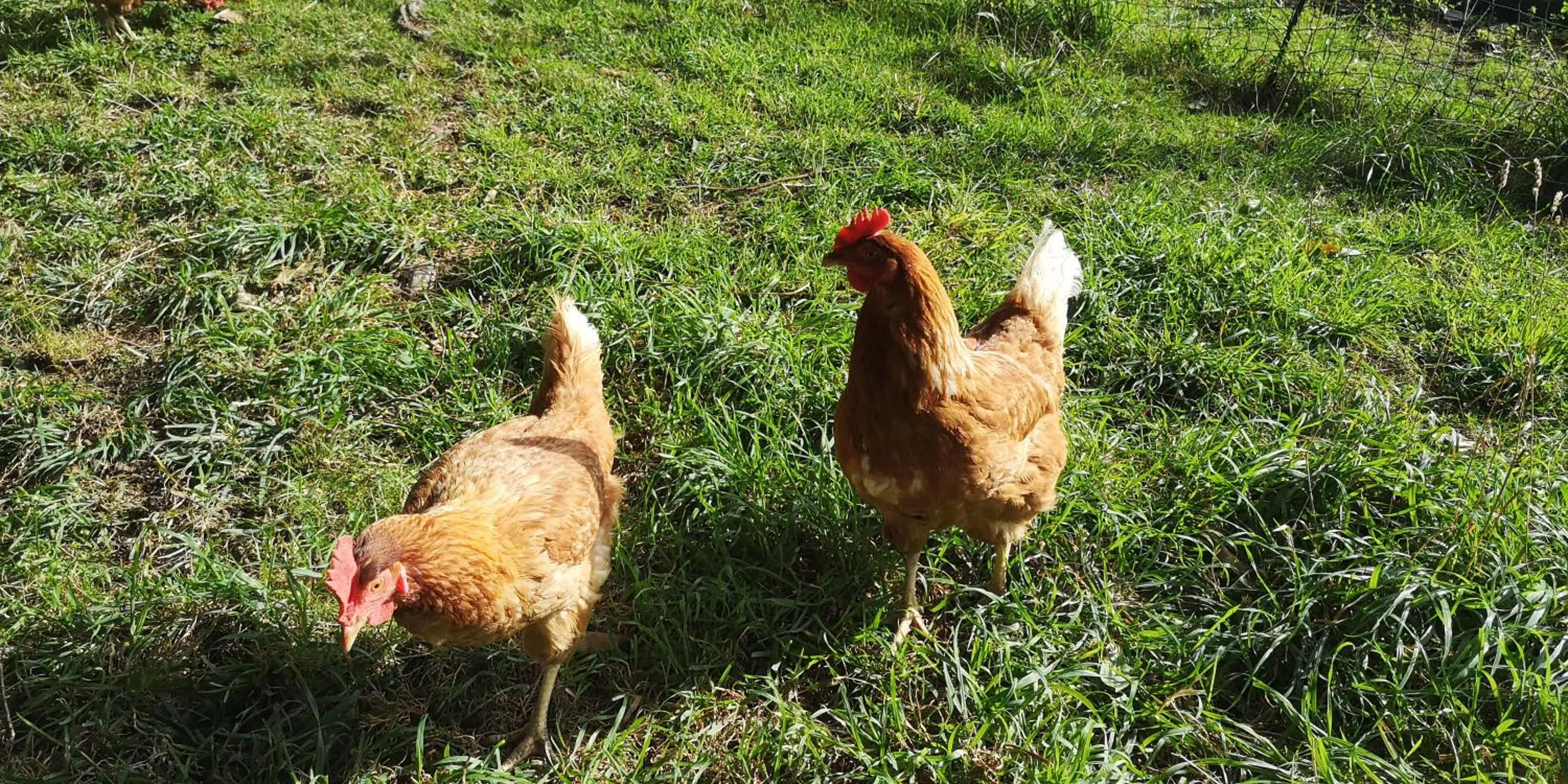 Pets in Moana Haven B&B