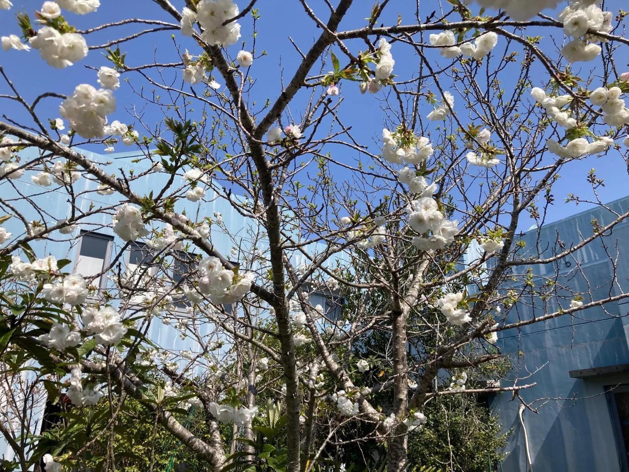 Narita Airport Samurai Hostel