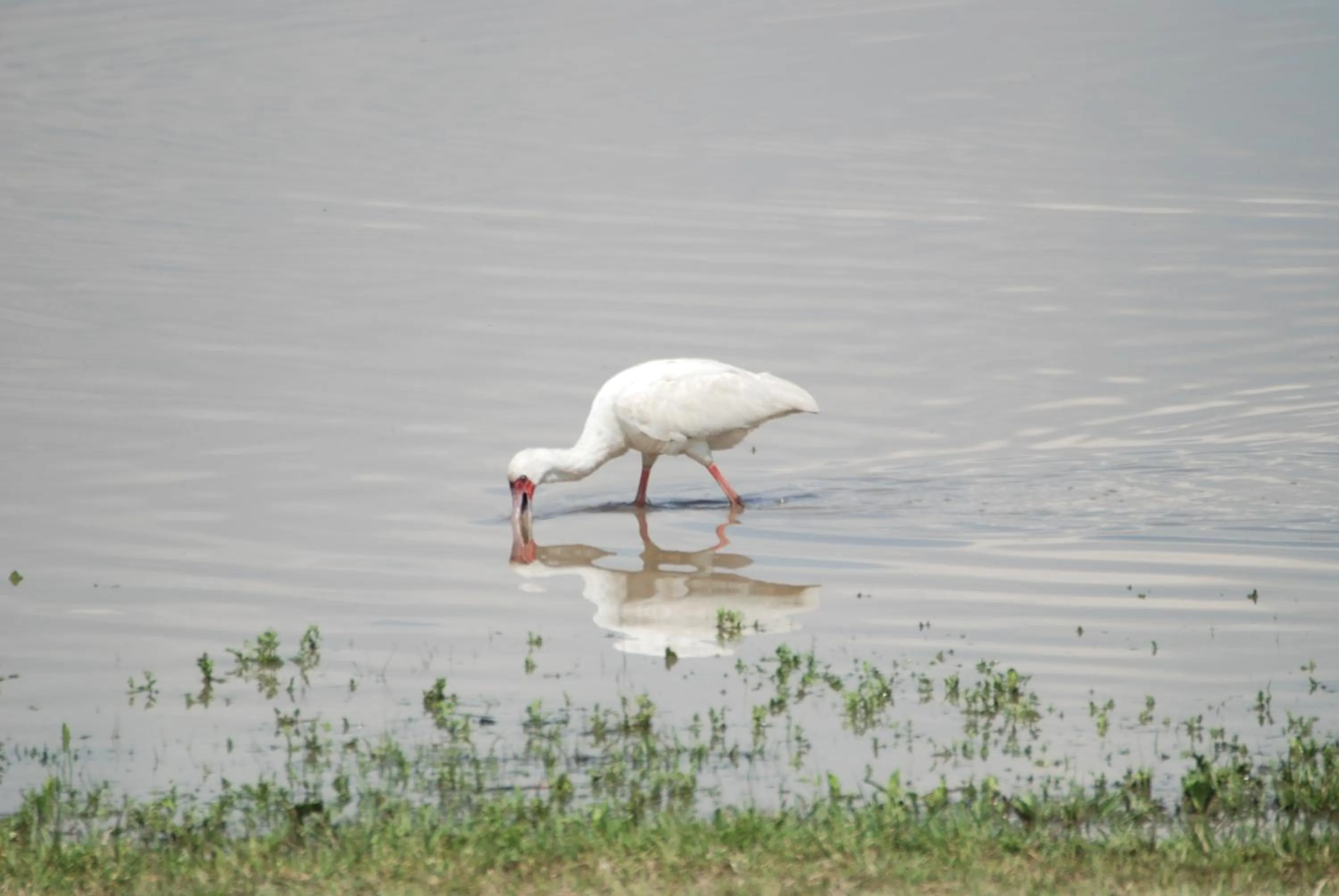 Natural landscape in Francolin Creek