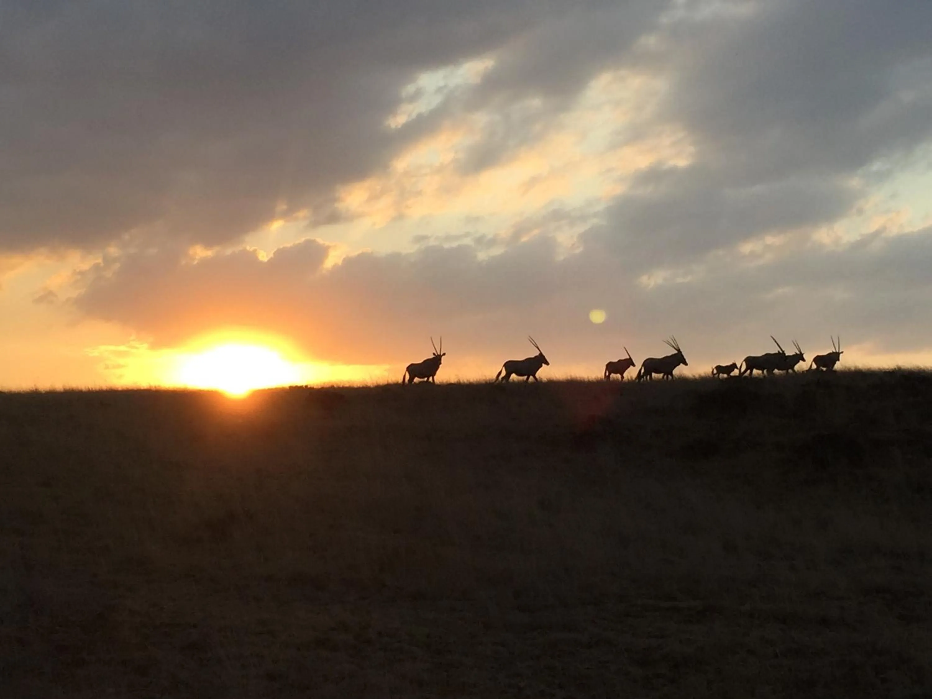Animals in Francolin Creek