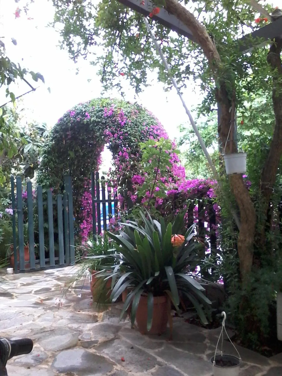 Garden in Hotel Ritsa